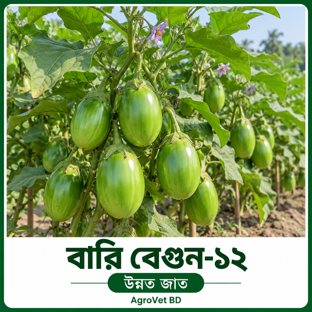 বারি বেগুন–১২ — উন্নত জাত