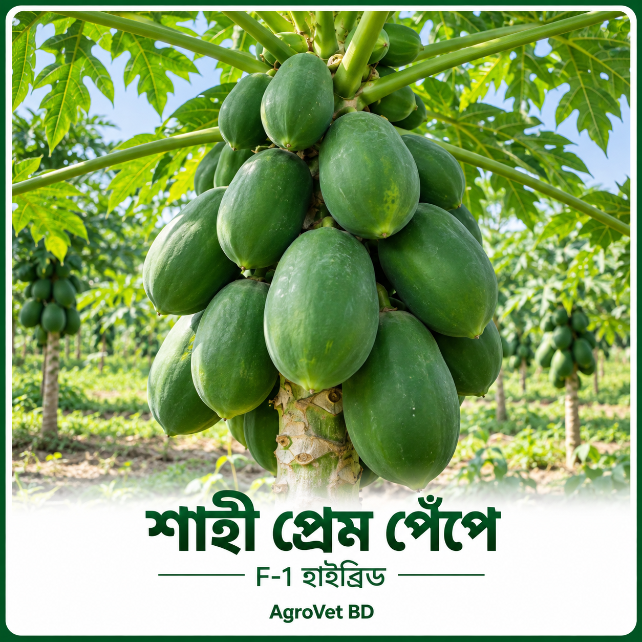 শাহী প্রেম পেঁপে — F-1 হাইব্রিড