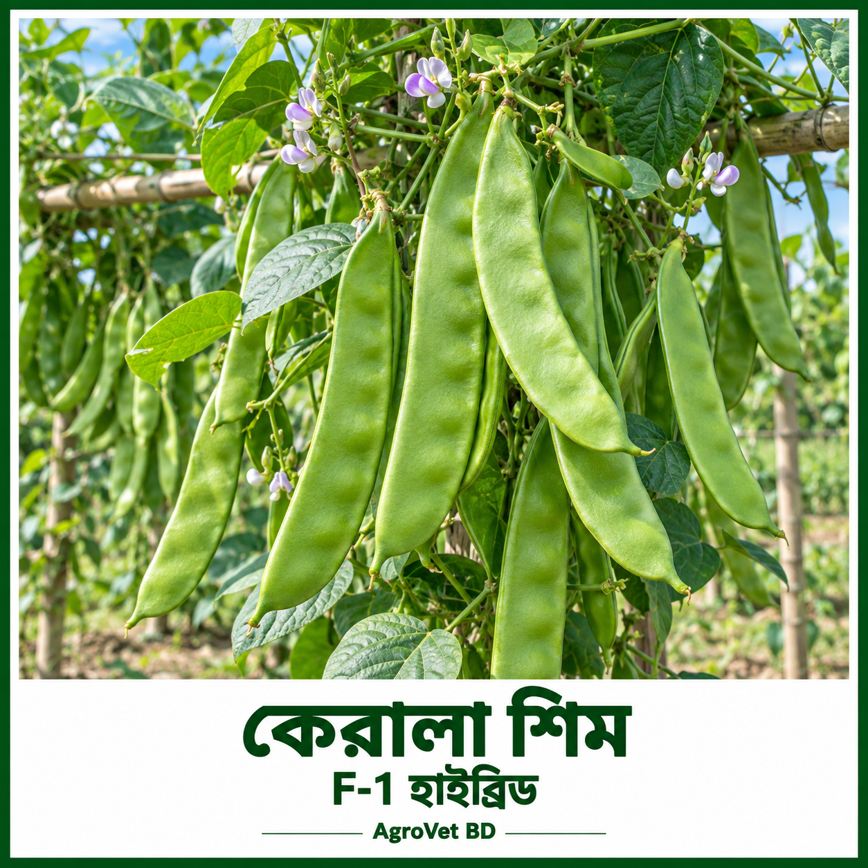 কেরালা শিম — F-1 হাইব্রিড