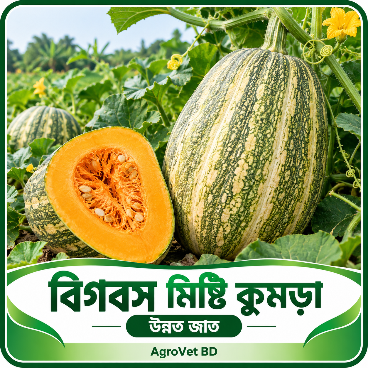 বিগবস মিষ্টি কুমড়া — উন্নত জাত