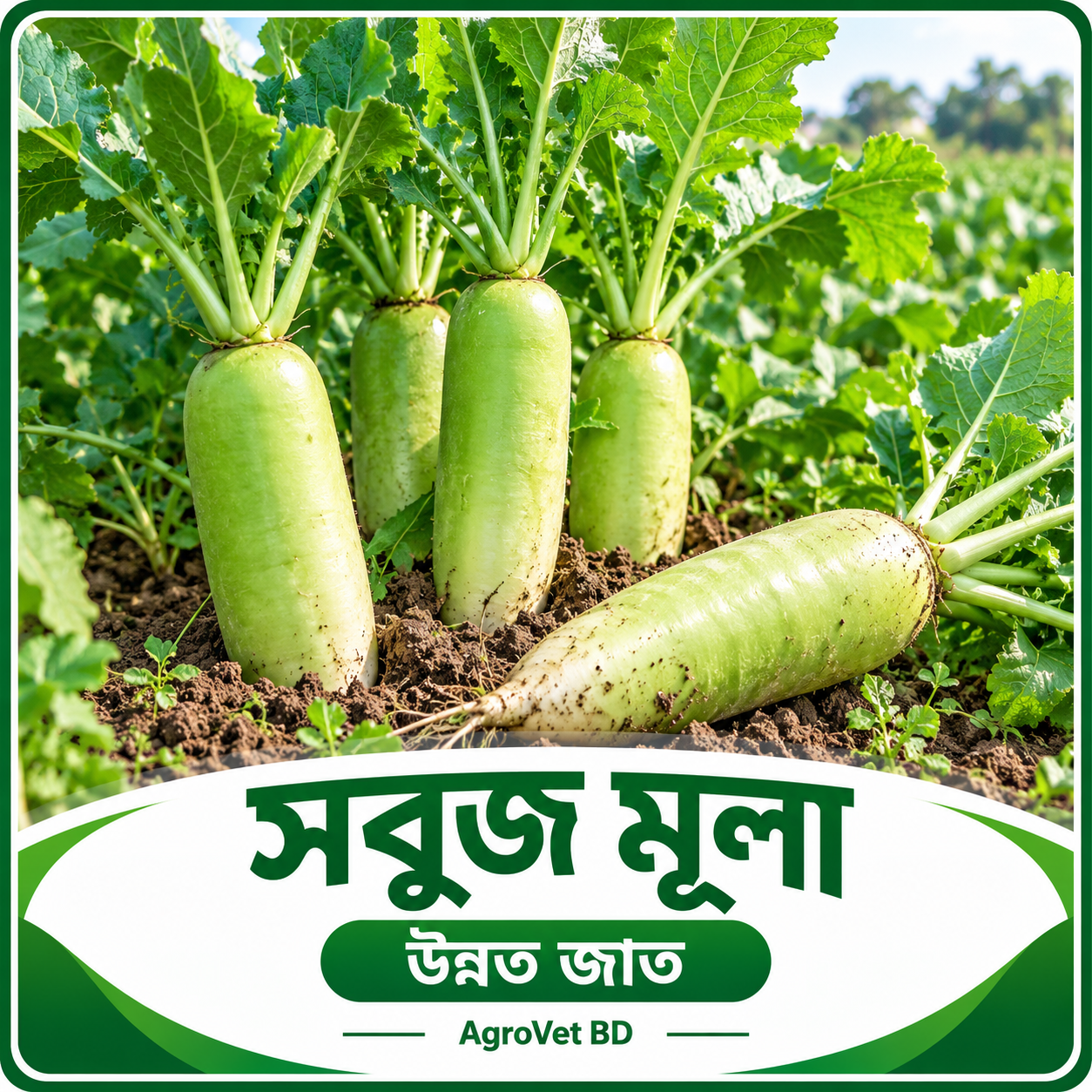 সবুজ মুলা — উন্নত জাত