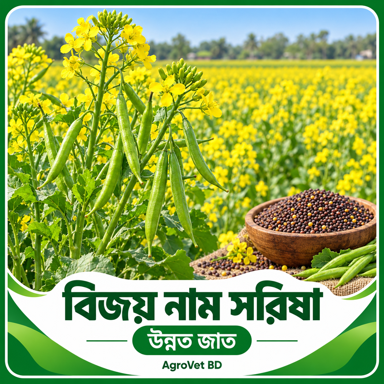 বিজয় নাম সরিষা — উন্নত জাত