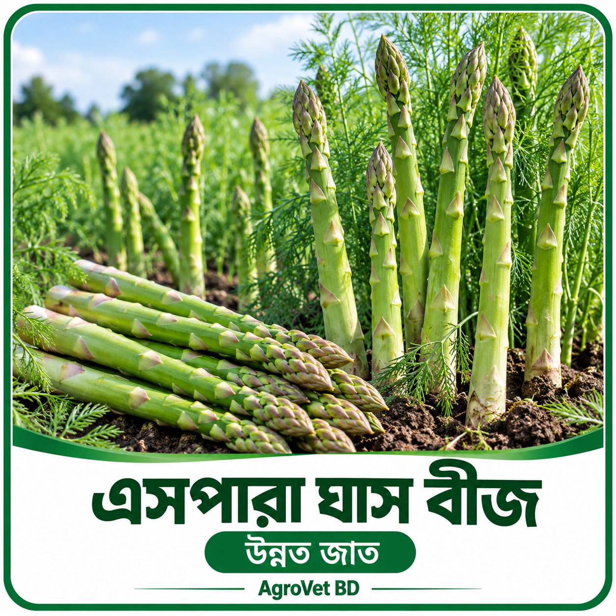 এসপারা ঘাস বীজ — উন্নত জাত