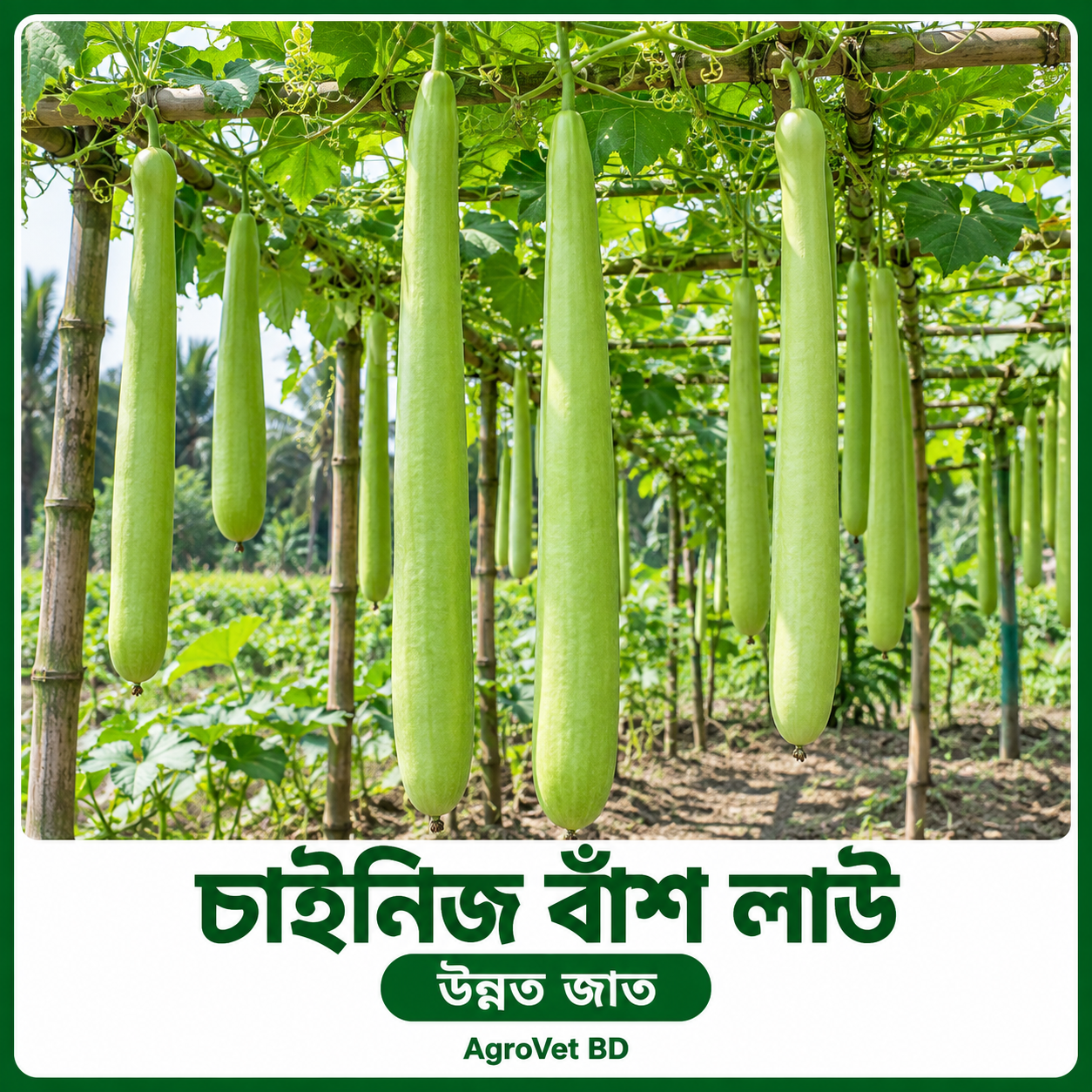 চাইনিজ বাঁশ লাউ — উন্নত জাত