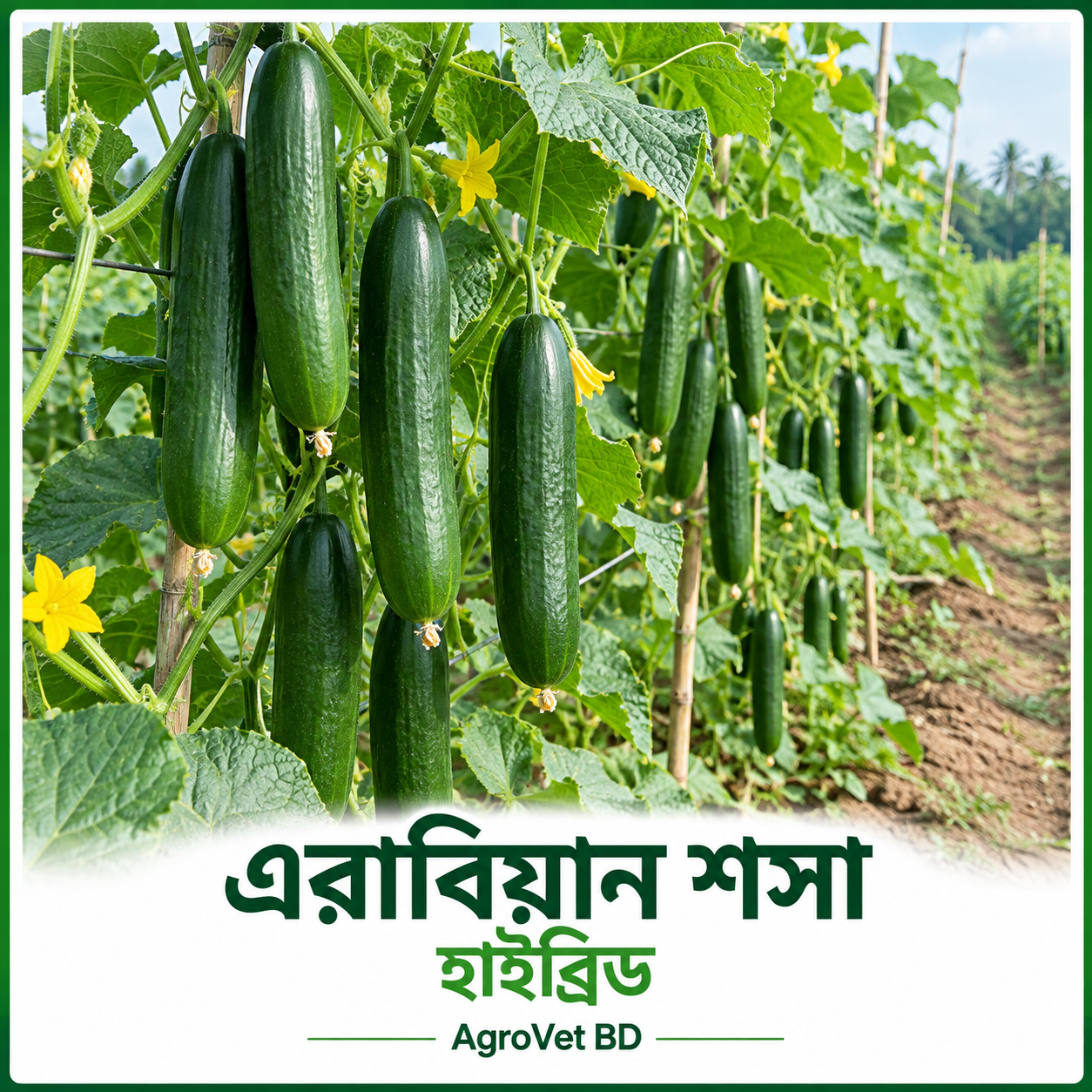 এরাবিয়ান শসা — হাইব্রিড