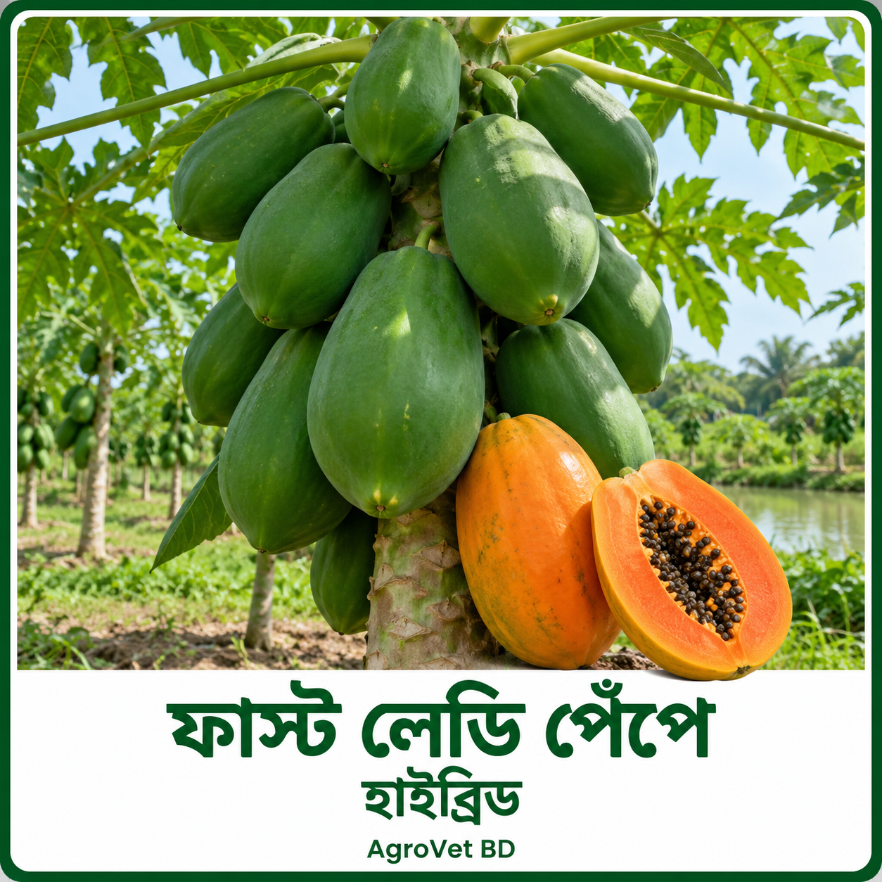 ফাস্ট লেডি পেঁপে — হাইব্রিড