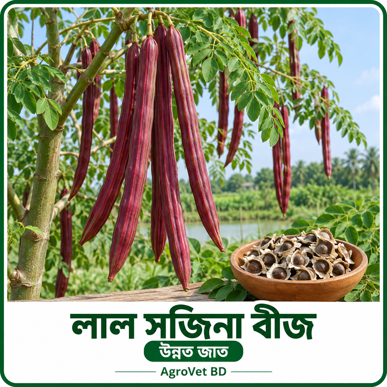 লাল সজিনা বীজ — উন্নত জাত