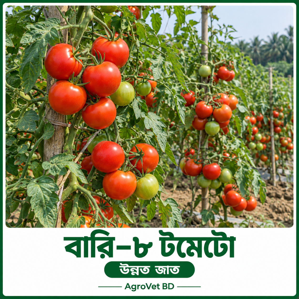 বারি–৮ টমেটো — উন্নত জাত