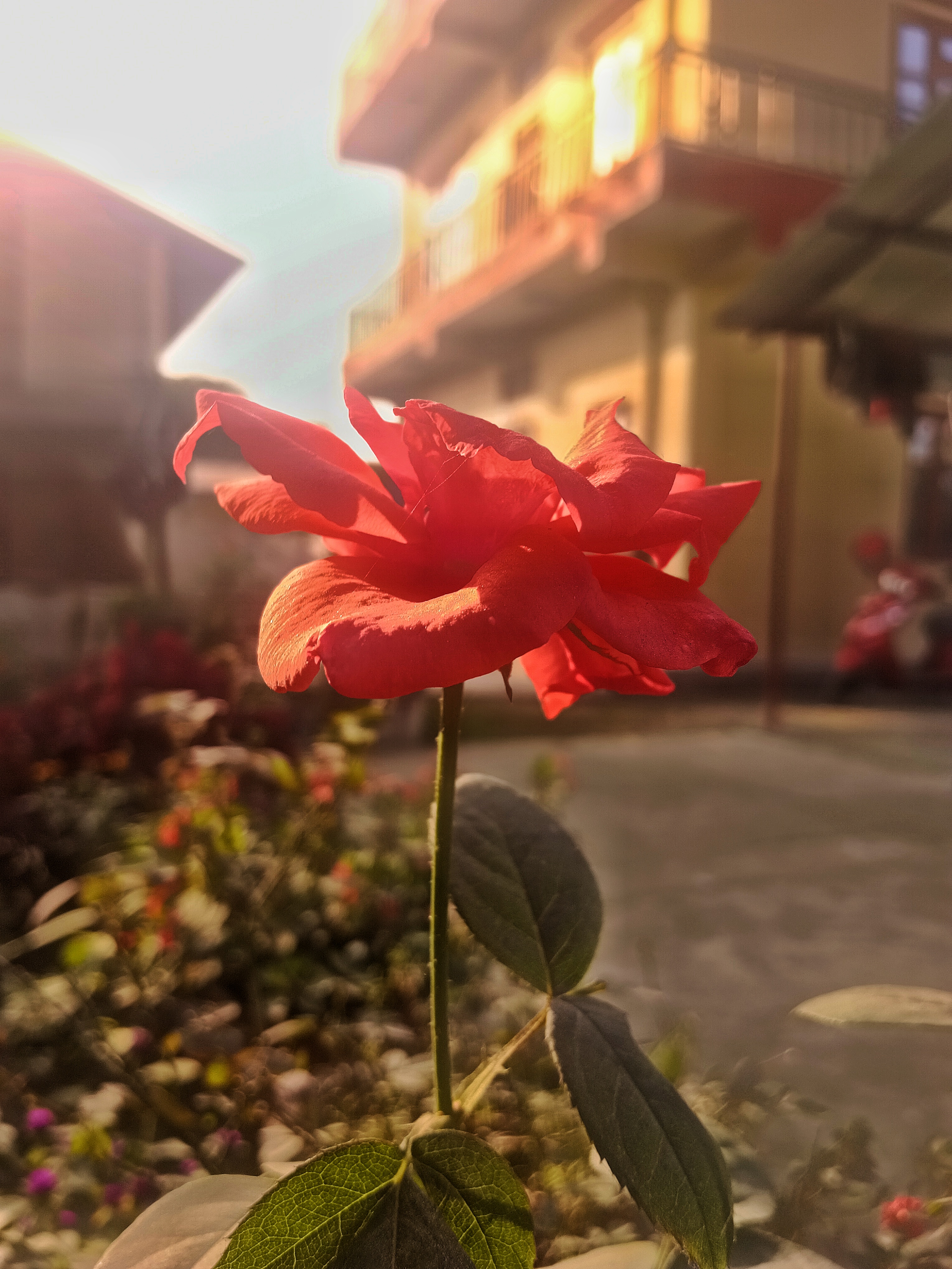 Golden Hour Bloom
