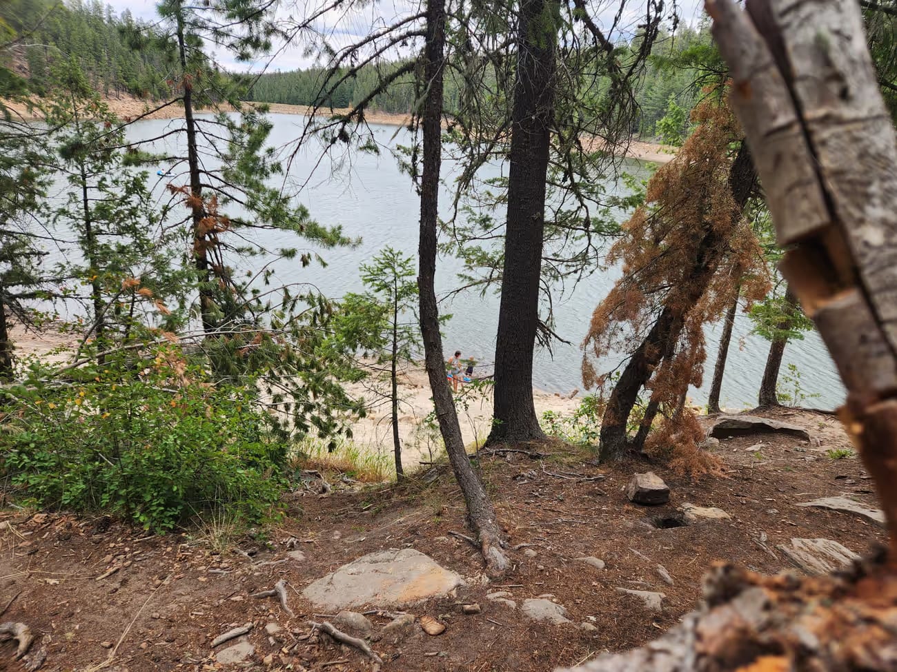 Arizona Rim Country lake seen through tall pine trees