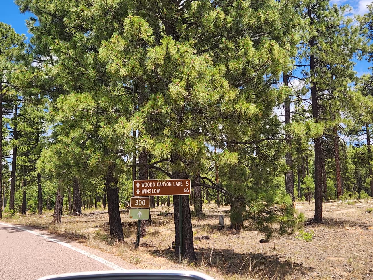 Woods Canyon Lake road sign among pine trees in Arizona Rim Country