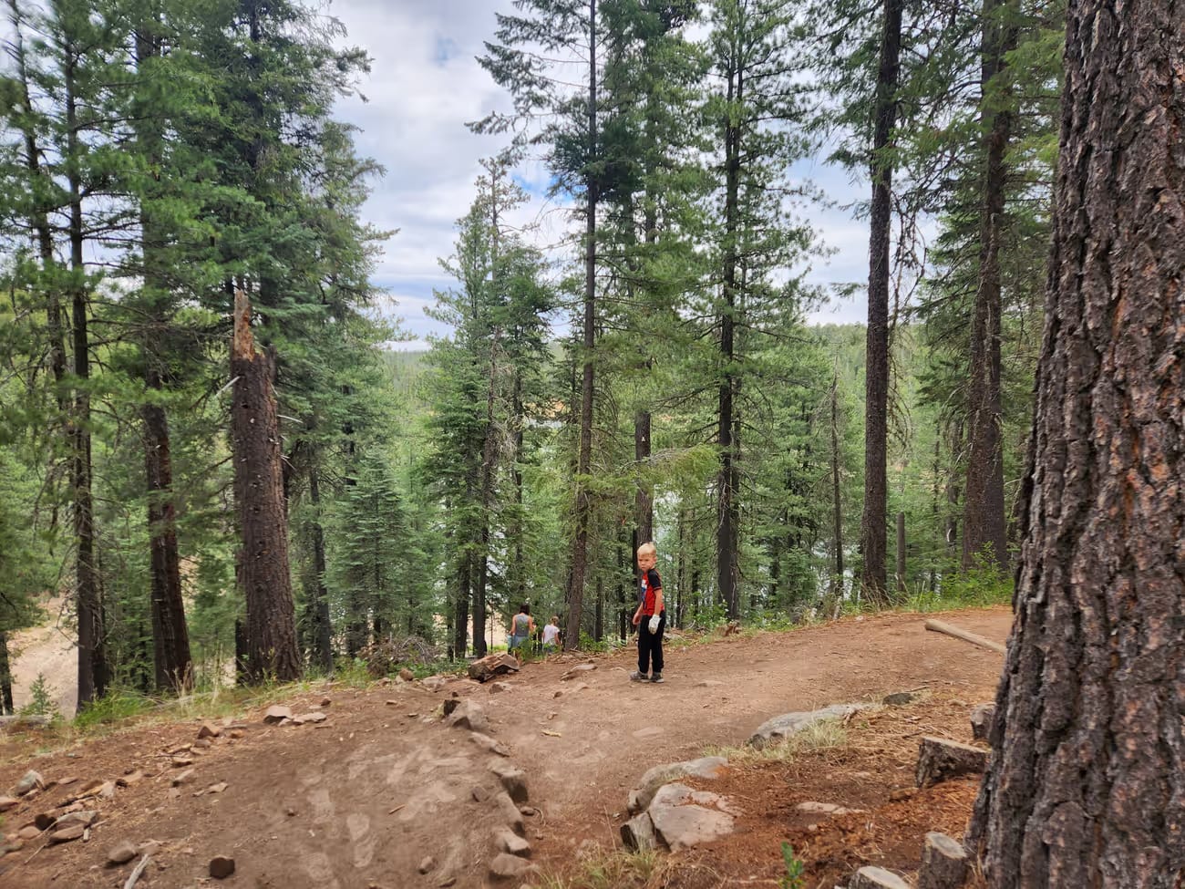 Family walking together on a pine forest trail near Payson, Arizona