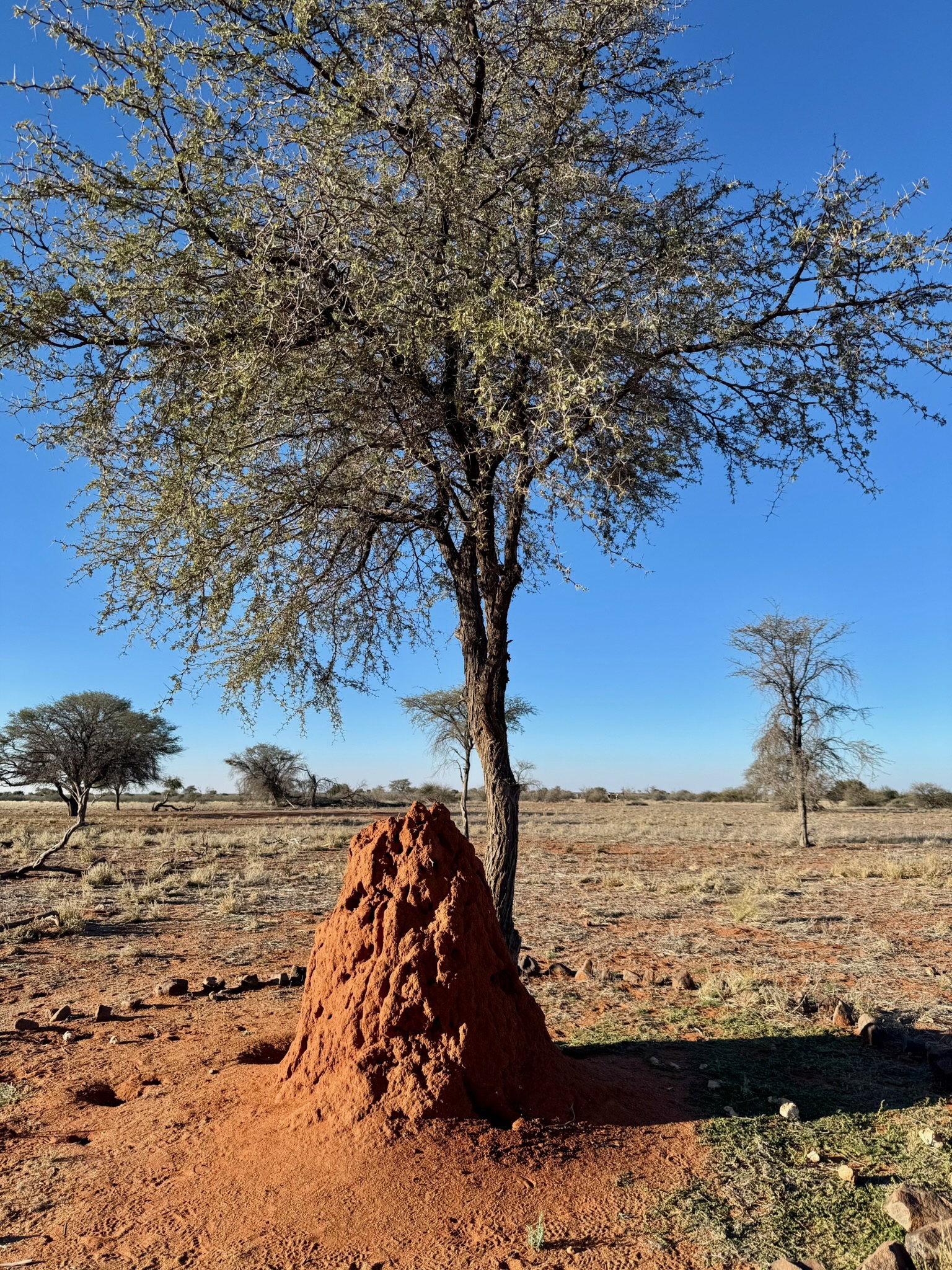 Windhoek → Kalahari 2