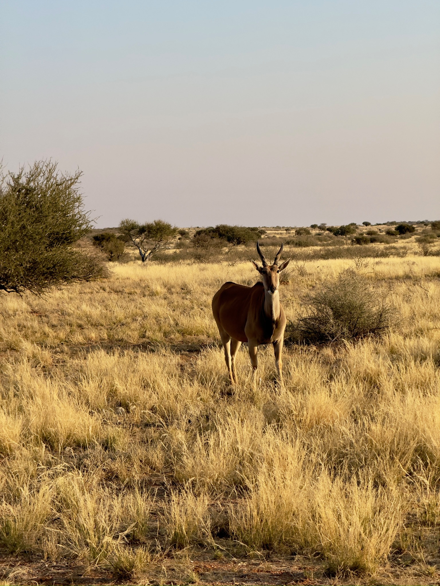 Day in the Kalahari 2