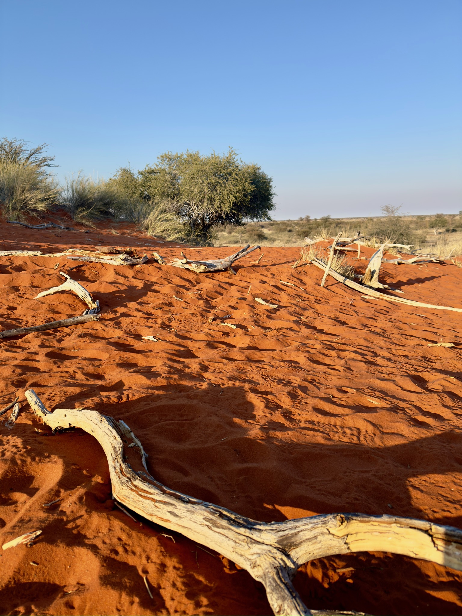 Day in the Kalahari 3