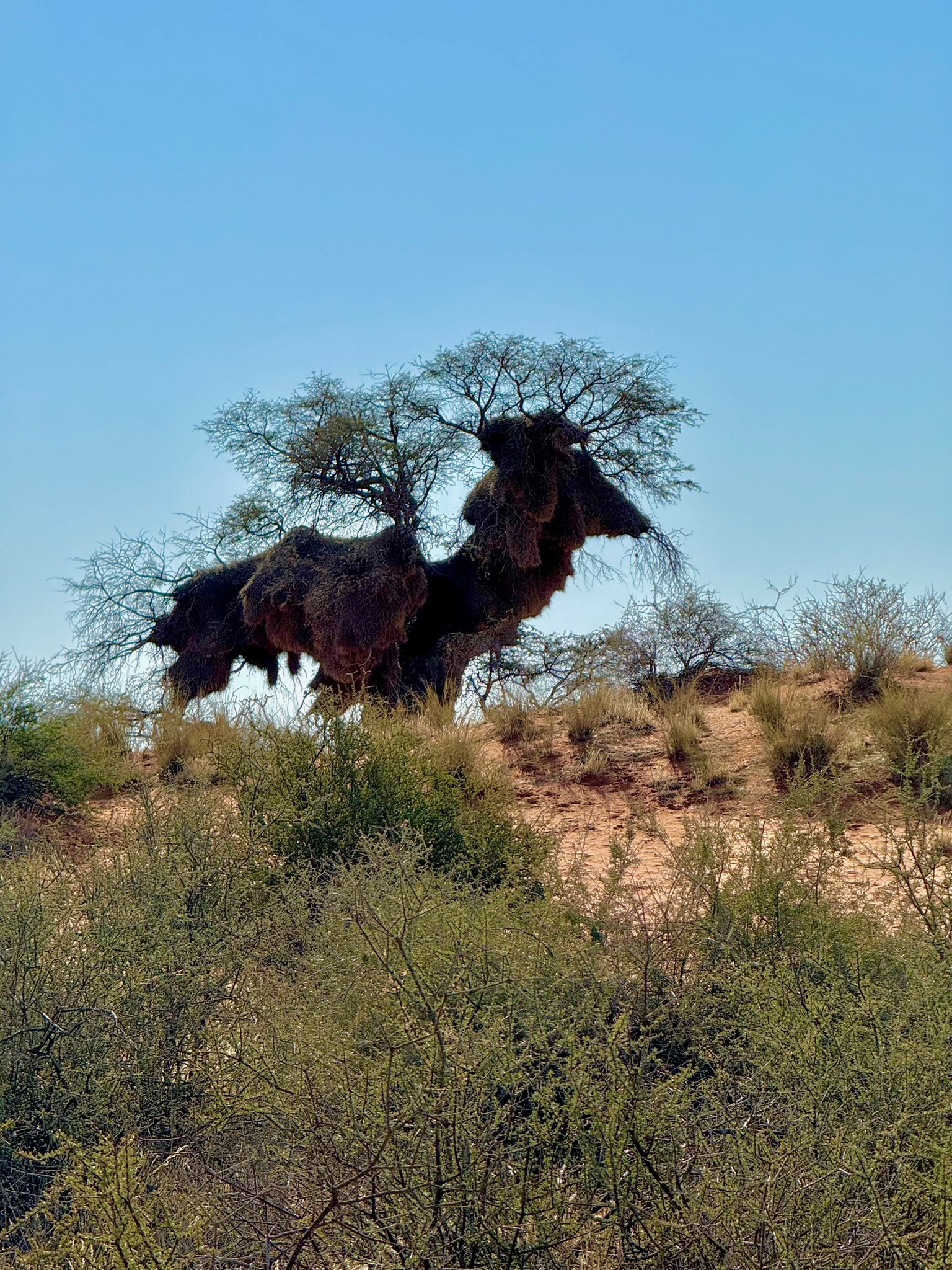 Day in the Kalahari 6