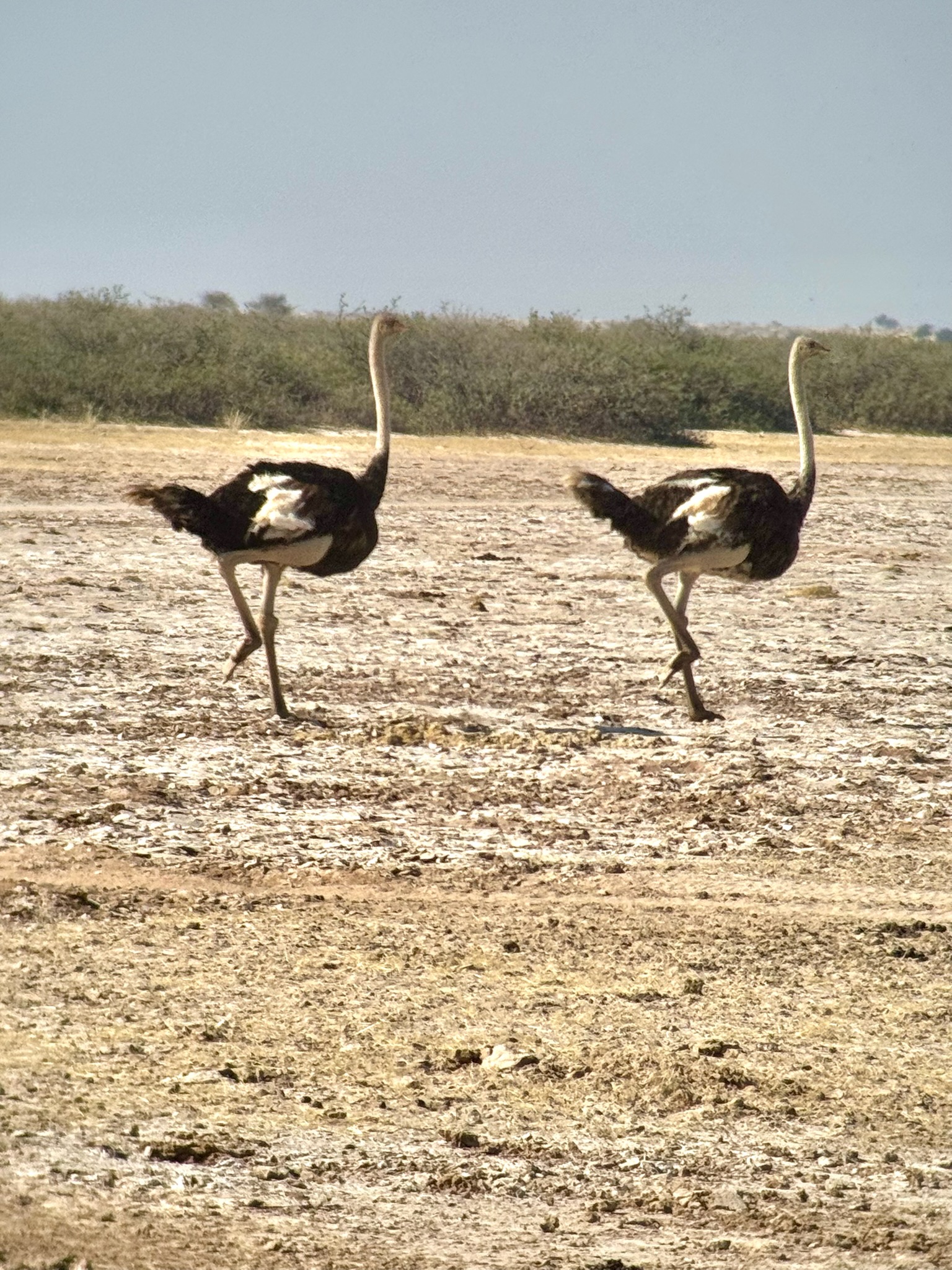 Day in the Kalahari 7