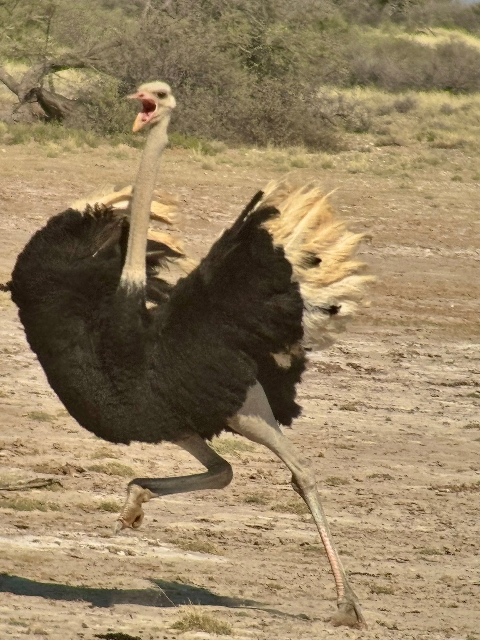 Day in the Kalahari