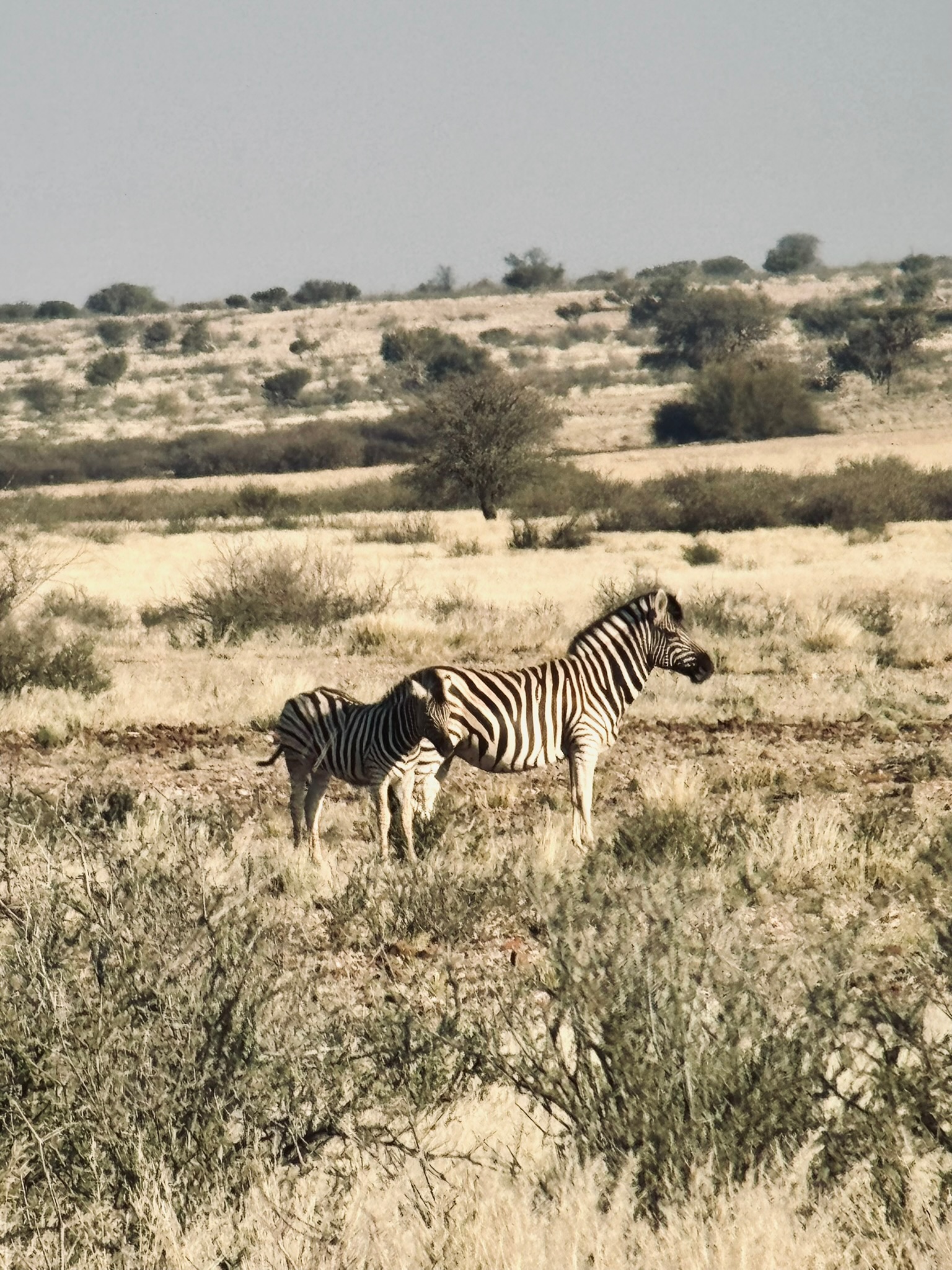 Day in the Kalahari 10