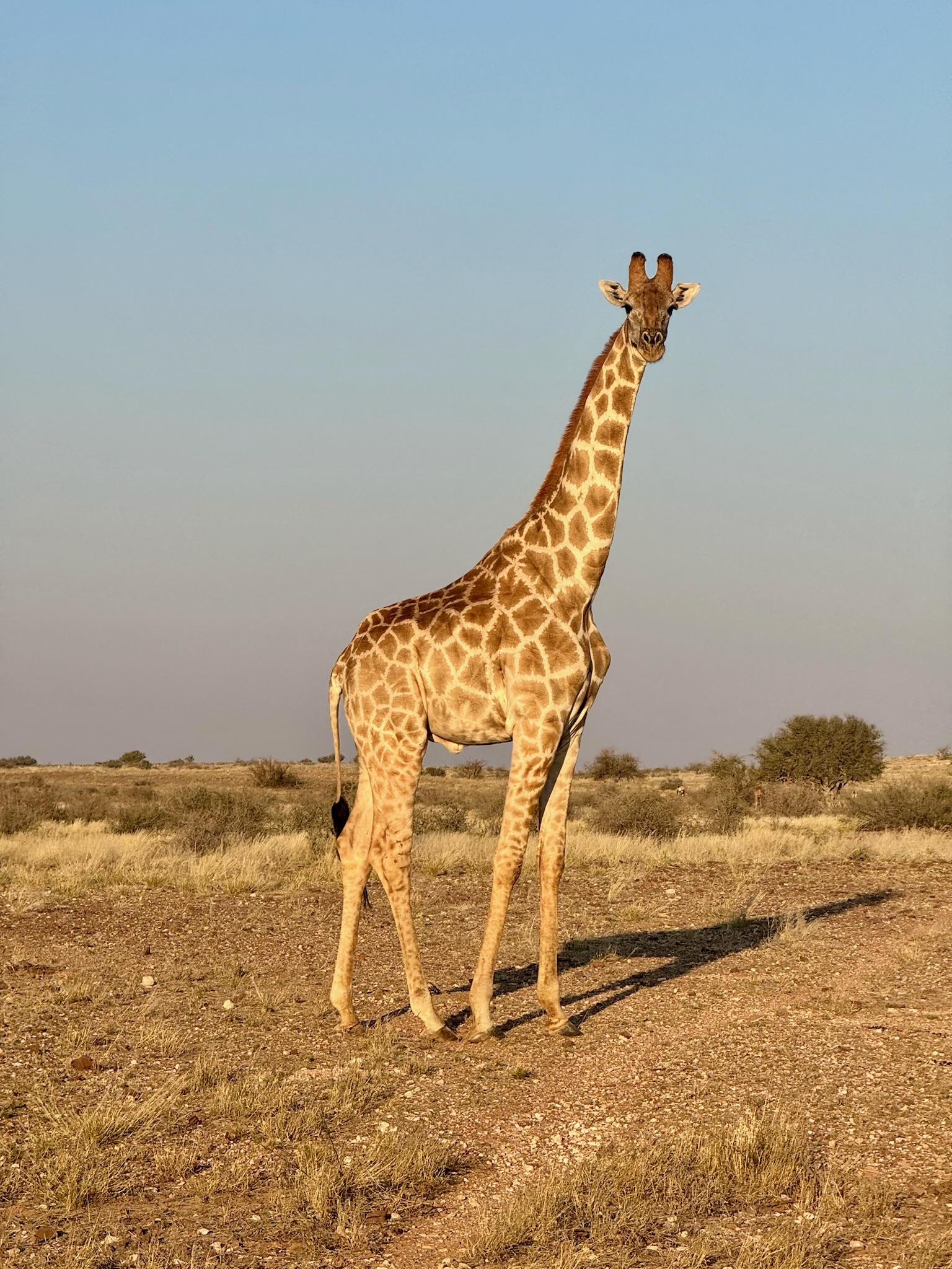 Day in the Kalahari 11