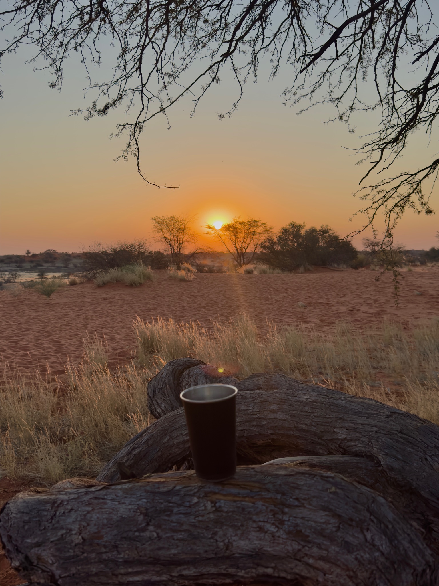Day in the Kalahari 12