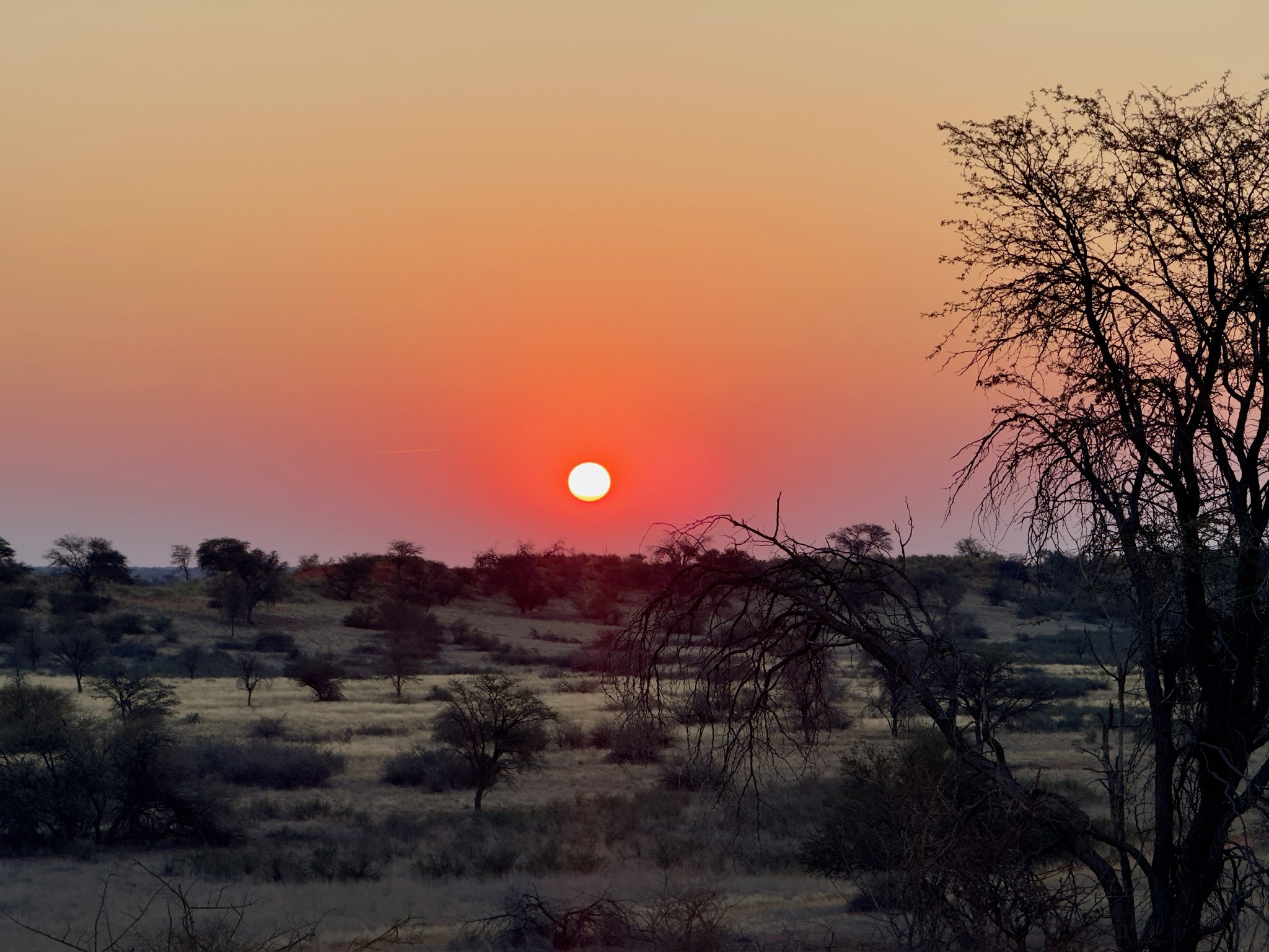 Day in the Kalahari 13