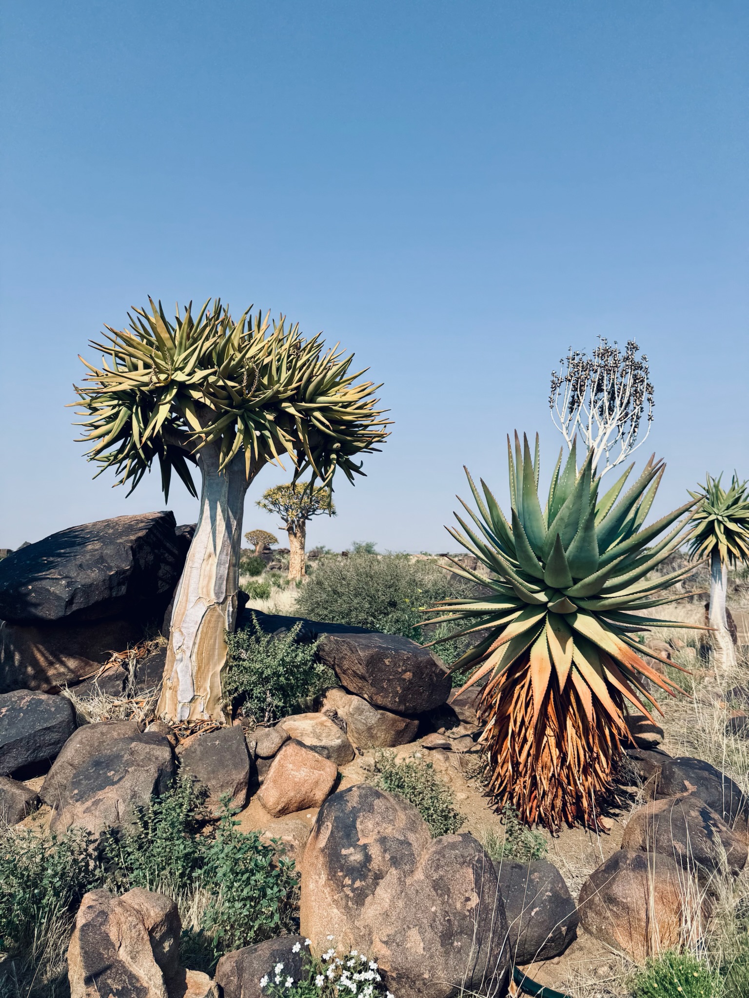 Kalahari → Fish River Canyon 4