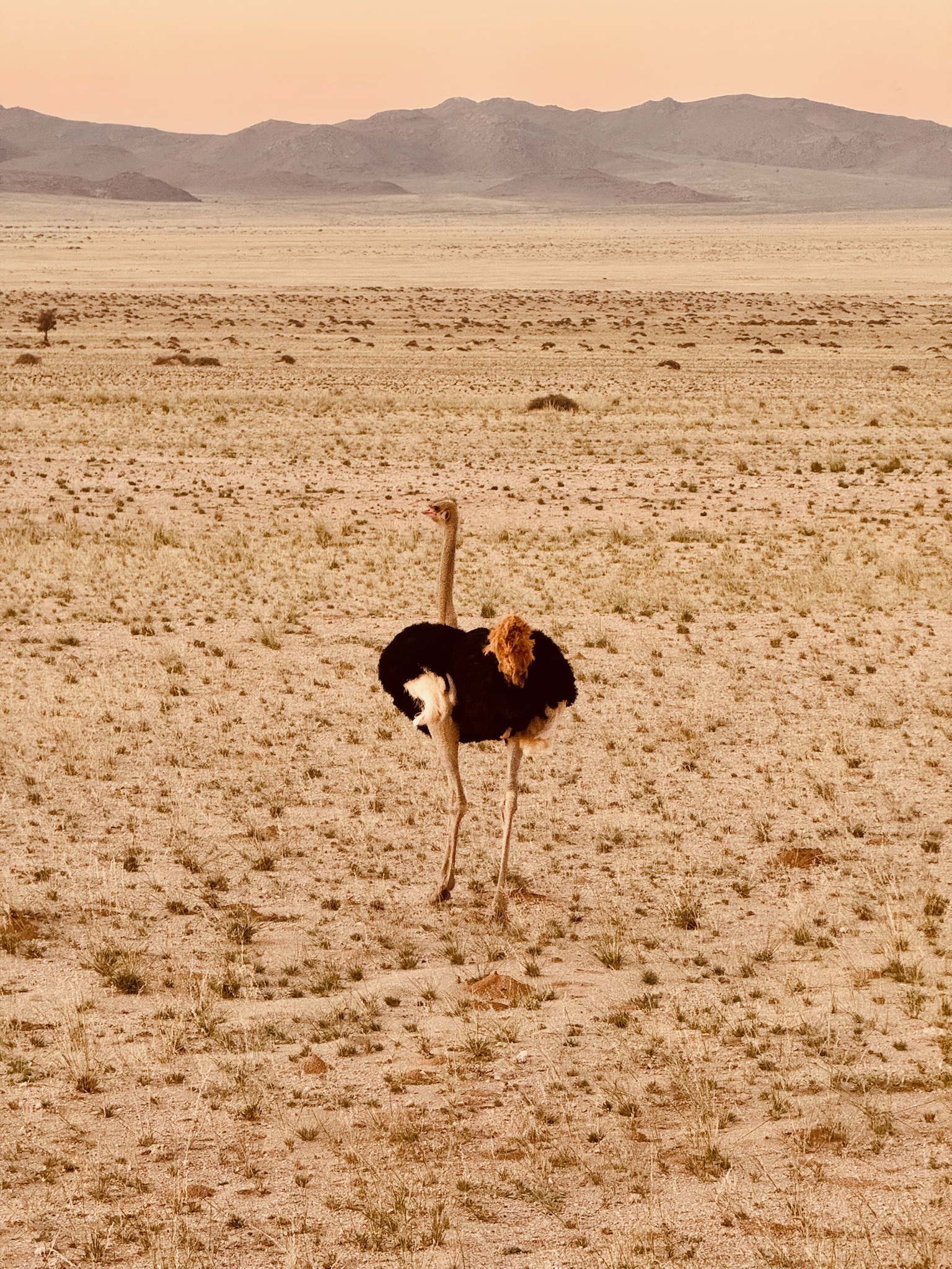 Lüderitz & Kolmanskop 12