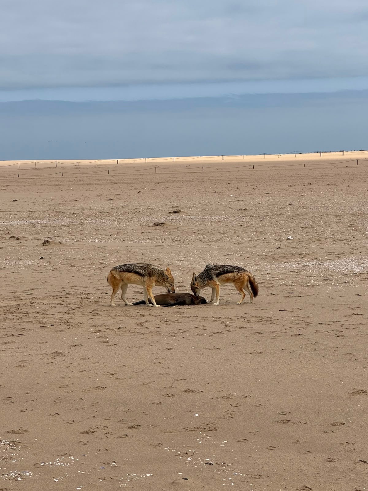 Swakopmund & Walvis Bay 11