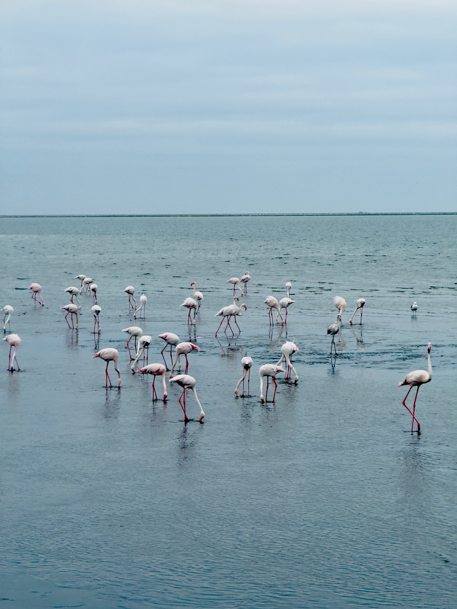 Swakopmund & Walvis Bay 6