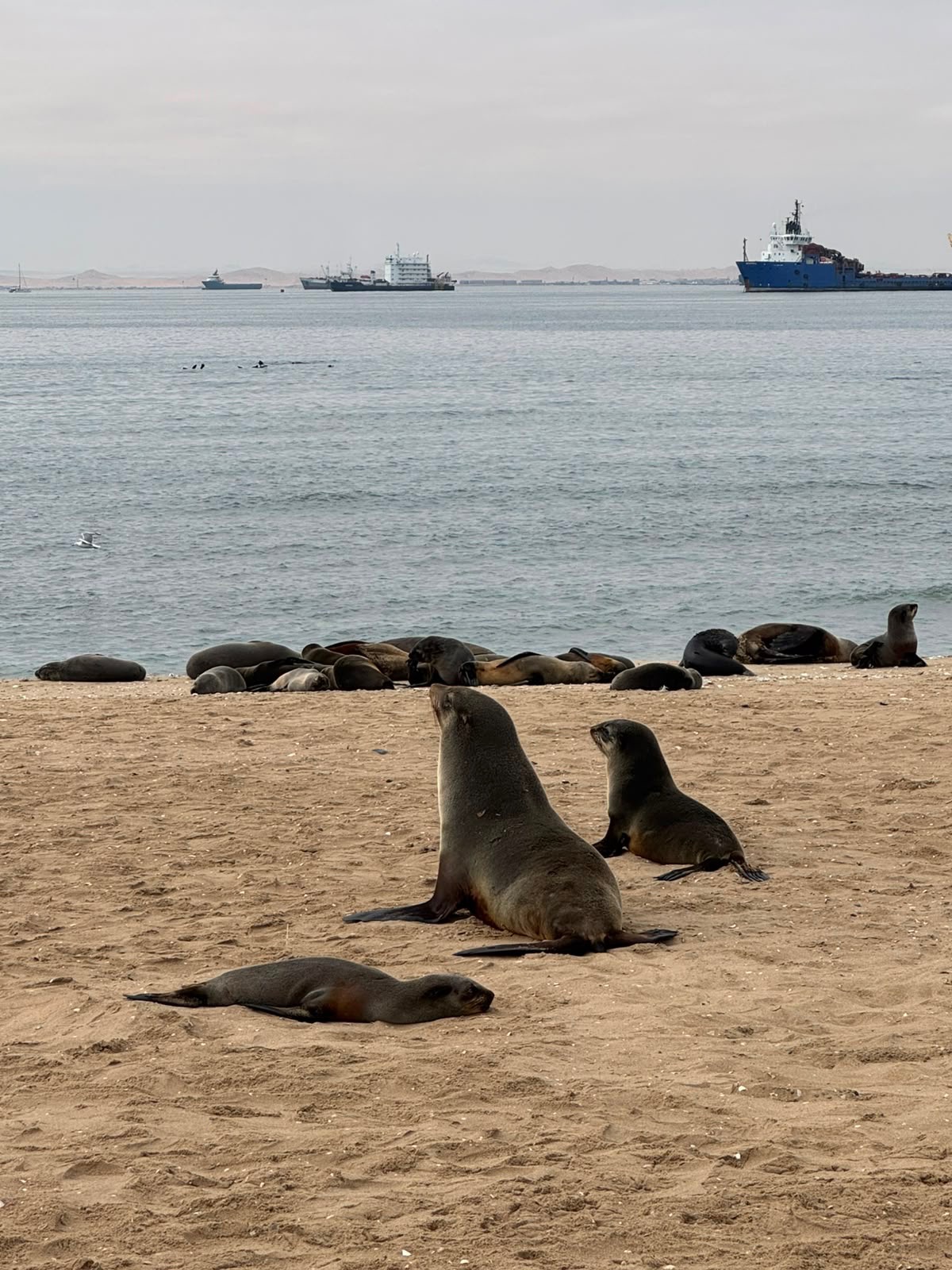 Swakopmund & Walvis Bay 12