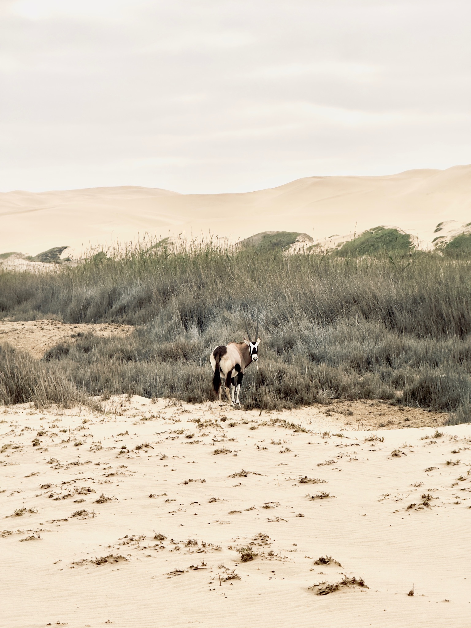 Swakopmund & Walvis Bay 9