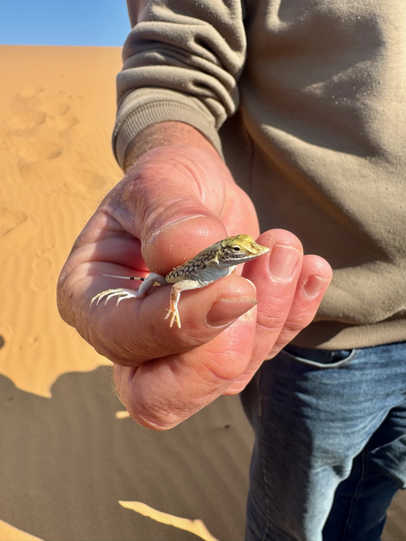 Swakopmund → Spitzkoppe 7