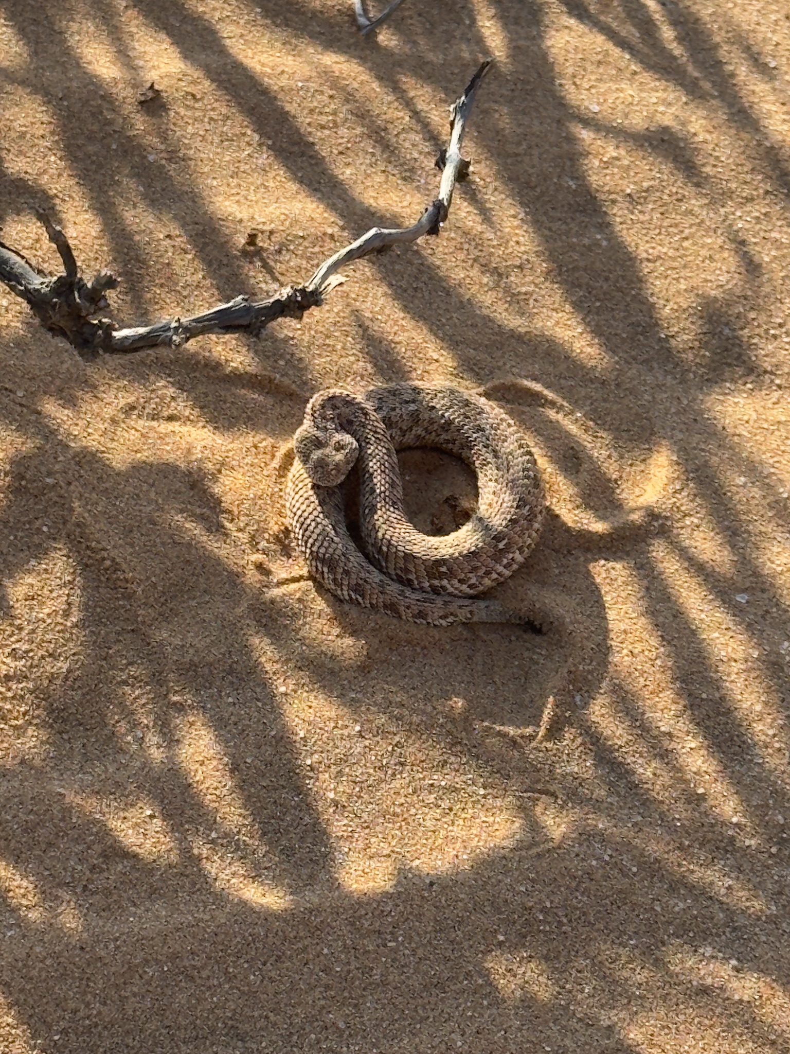 Swakopmund → Spitzkoppe 3
