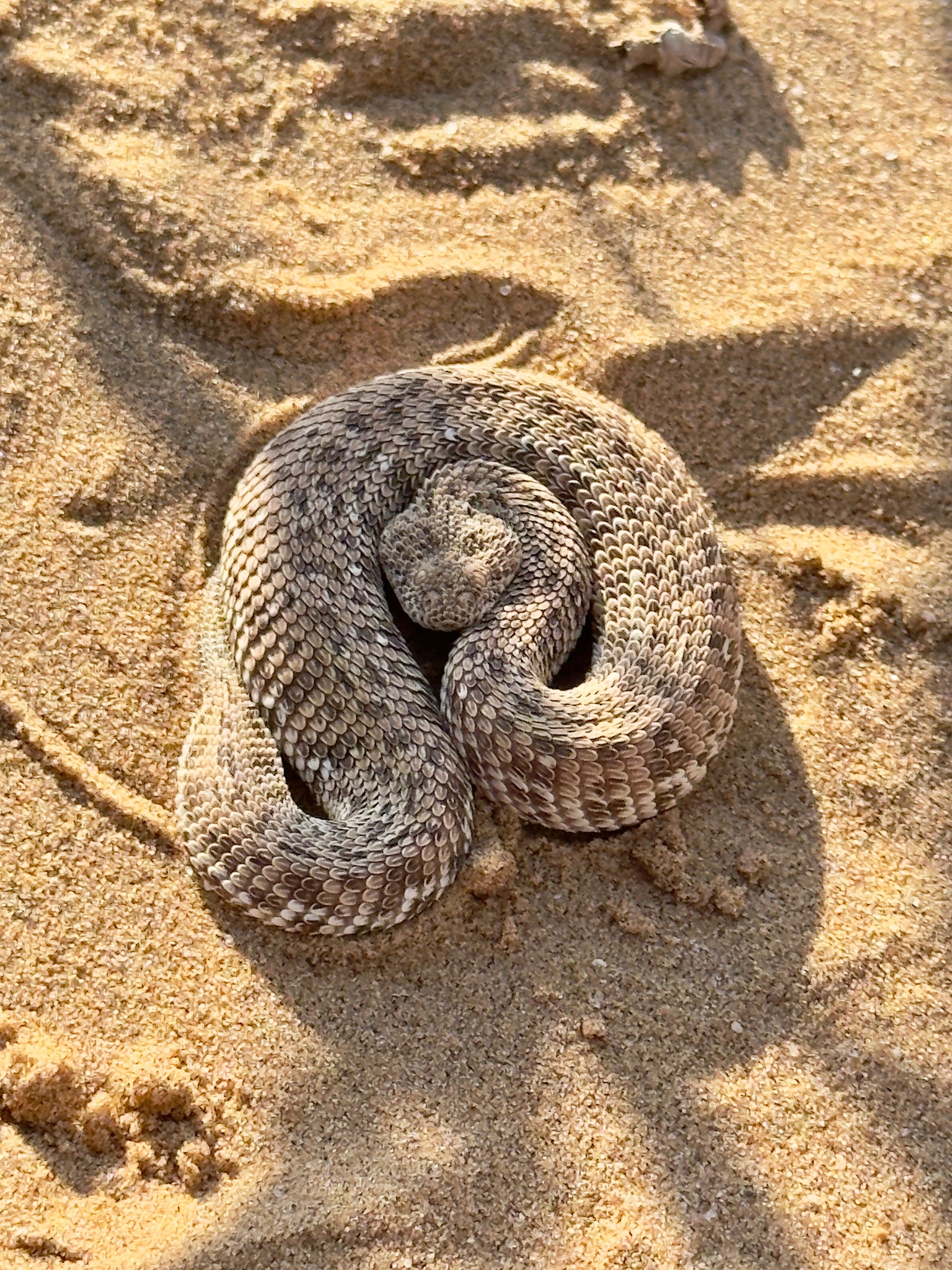 Swakopmund → Spitzkoppe 10