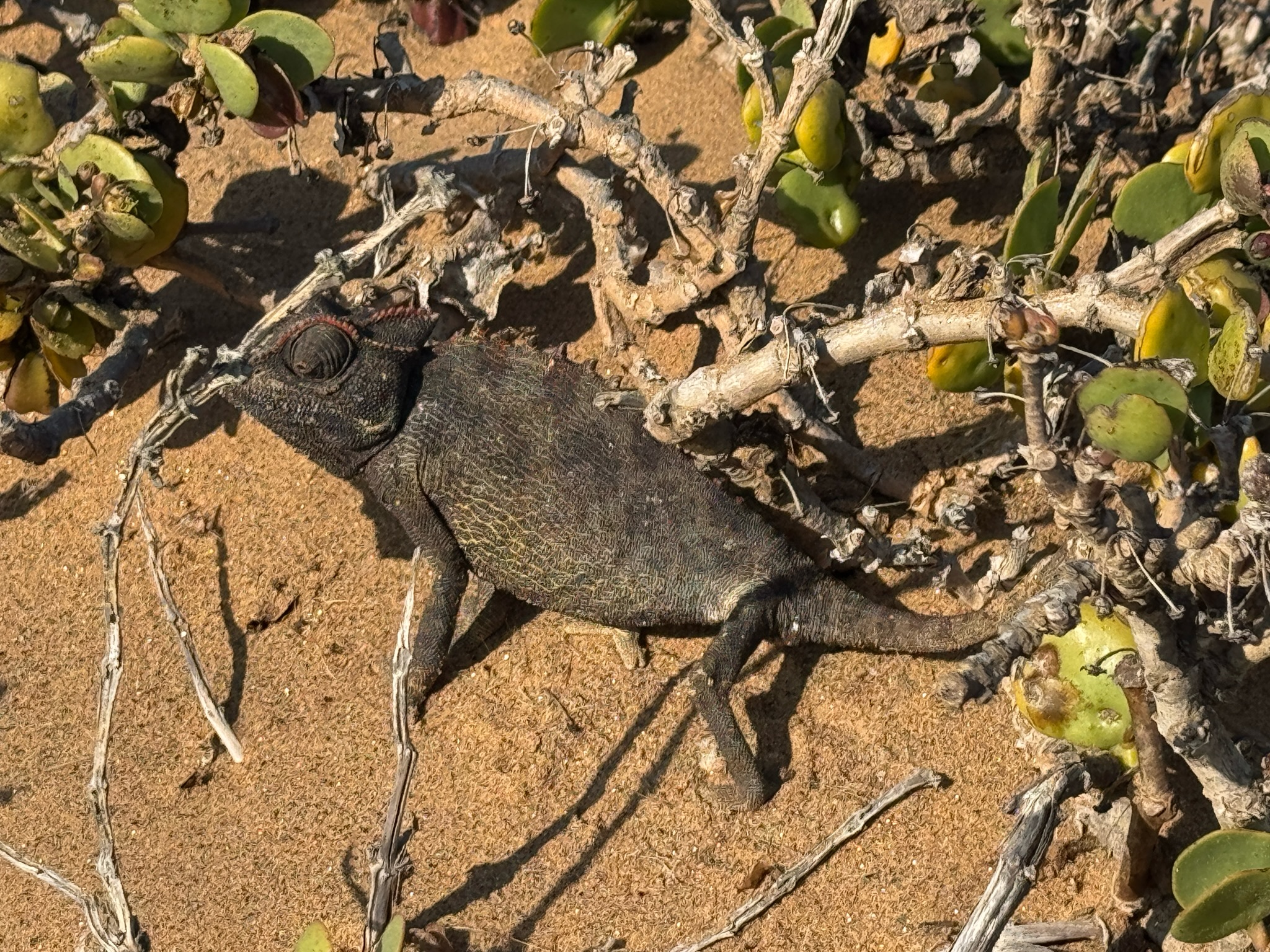 Swakopmund → Spitzkoppe 4