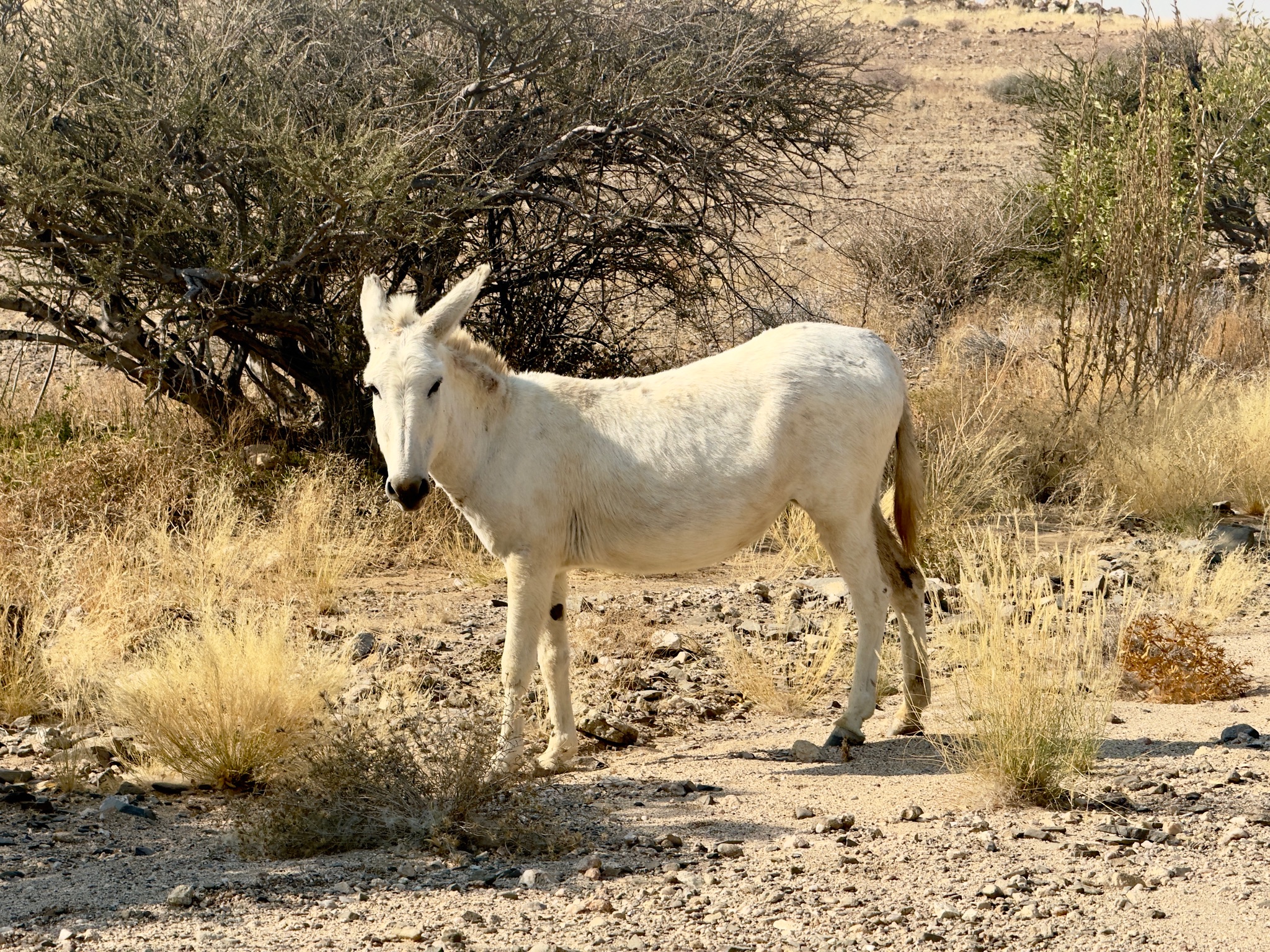 Spitzkoppe → Huab Lodge 4