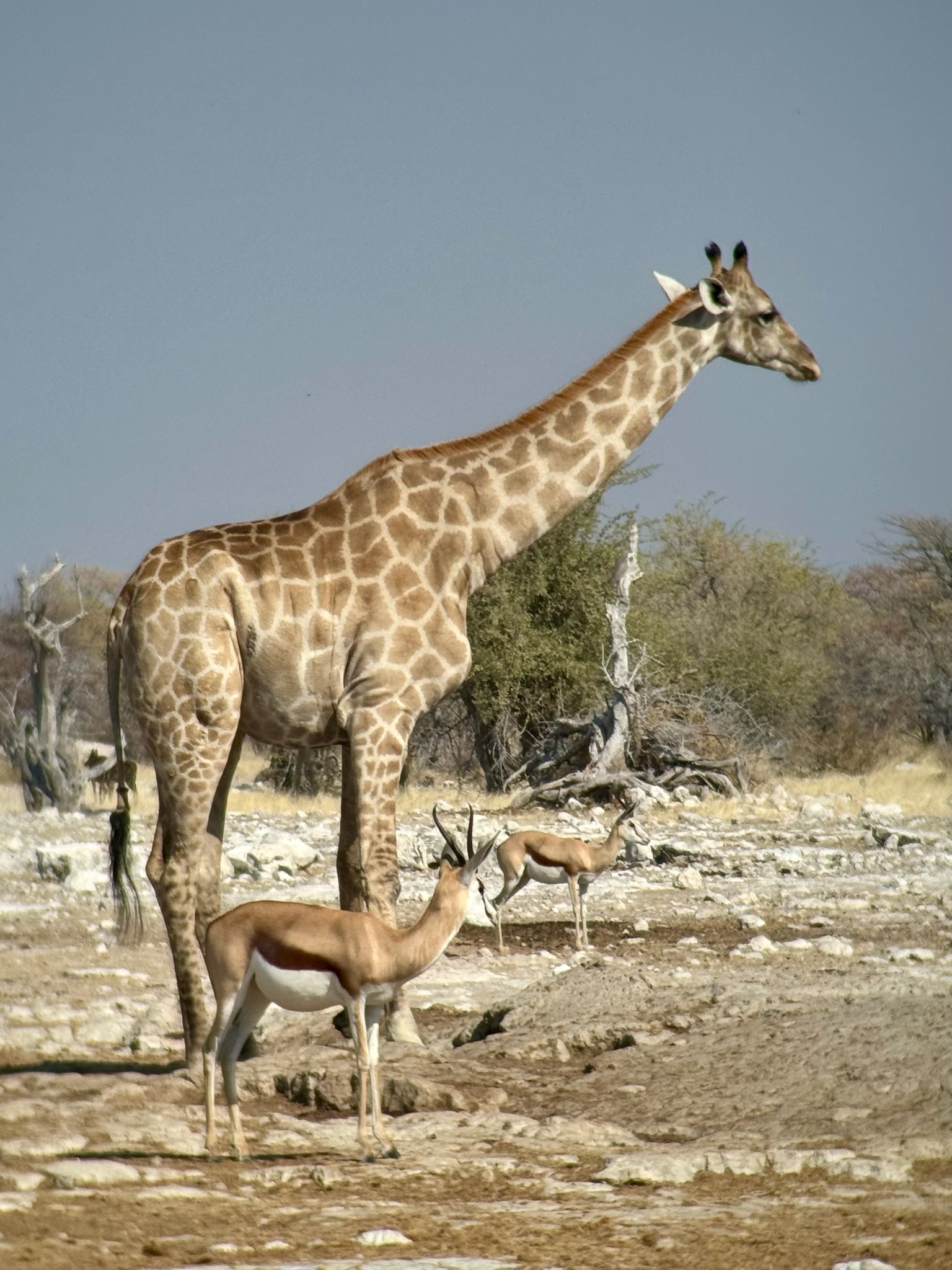 Huab → Etosha 3