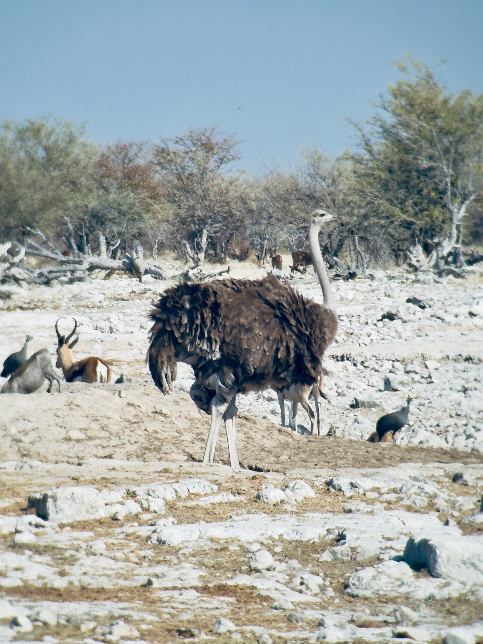 Huab → Etosha 4