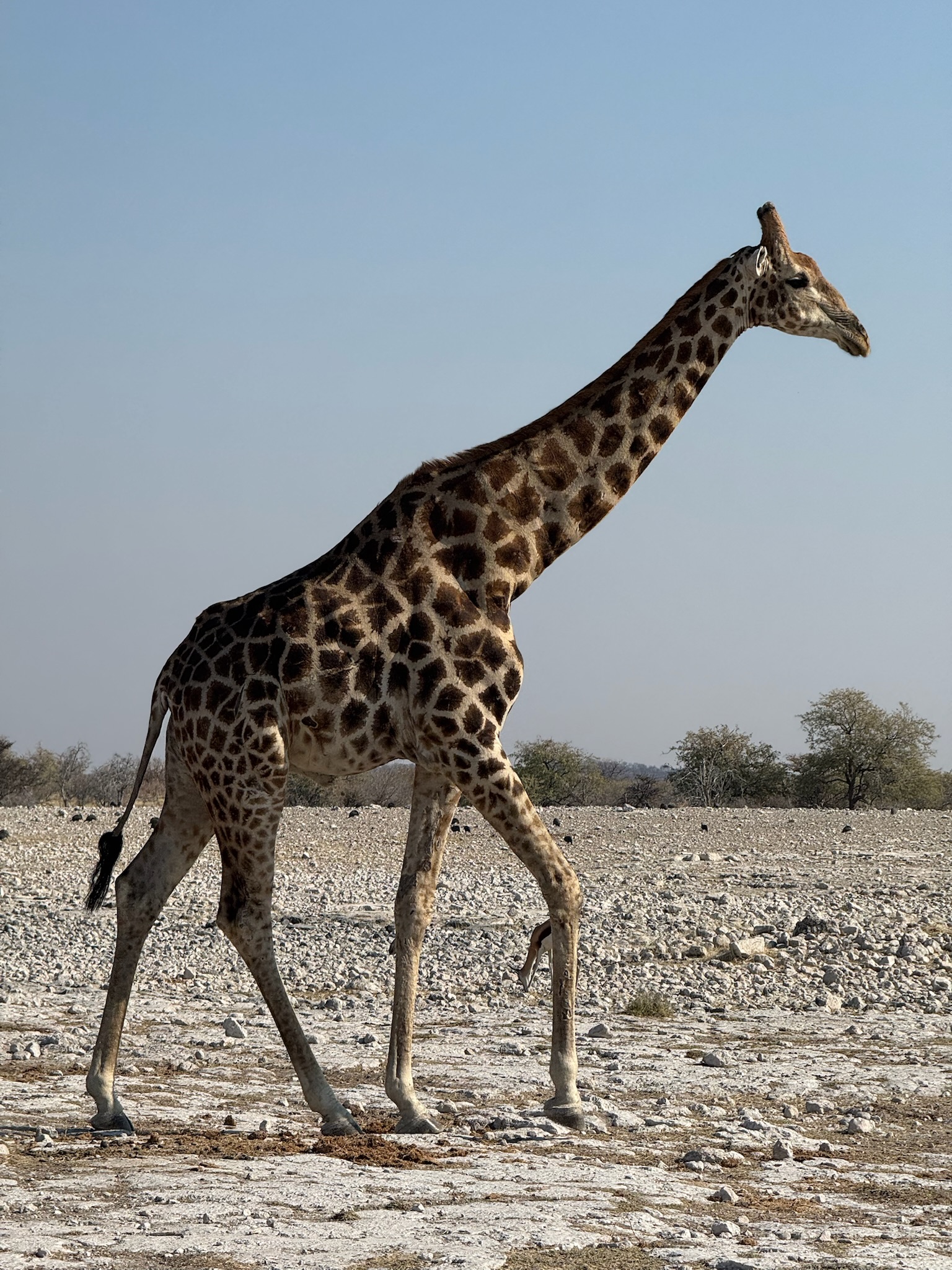 Huab → Etosha