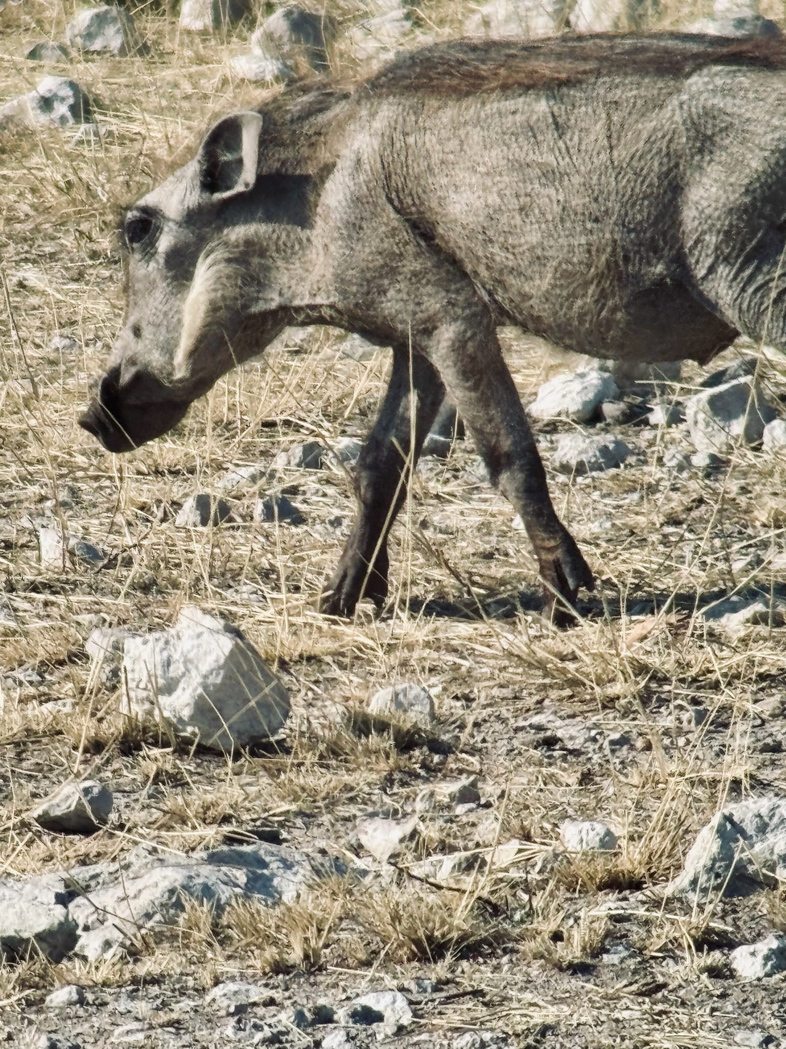 Huab → Etosha 5