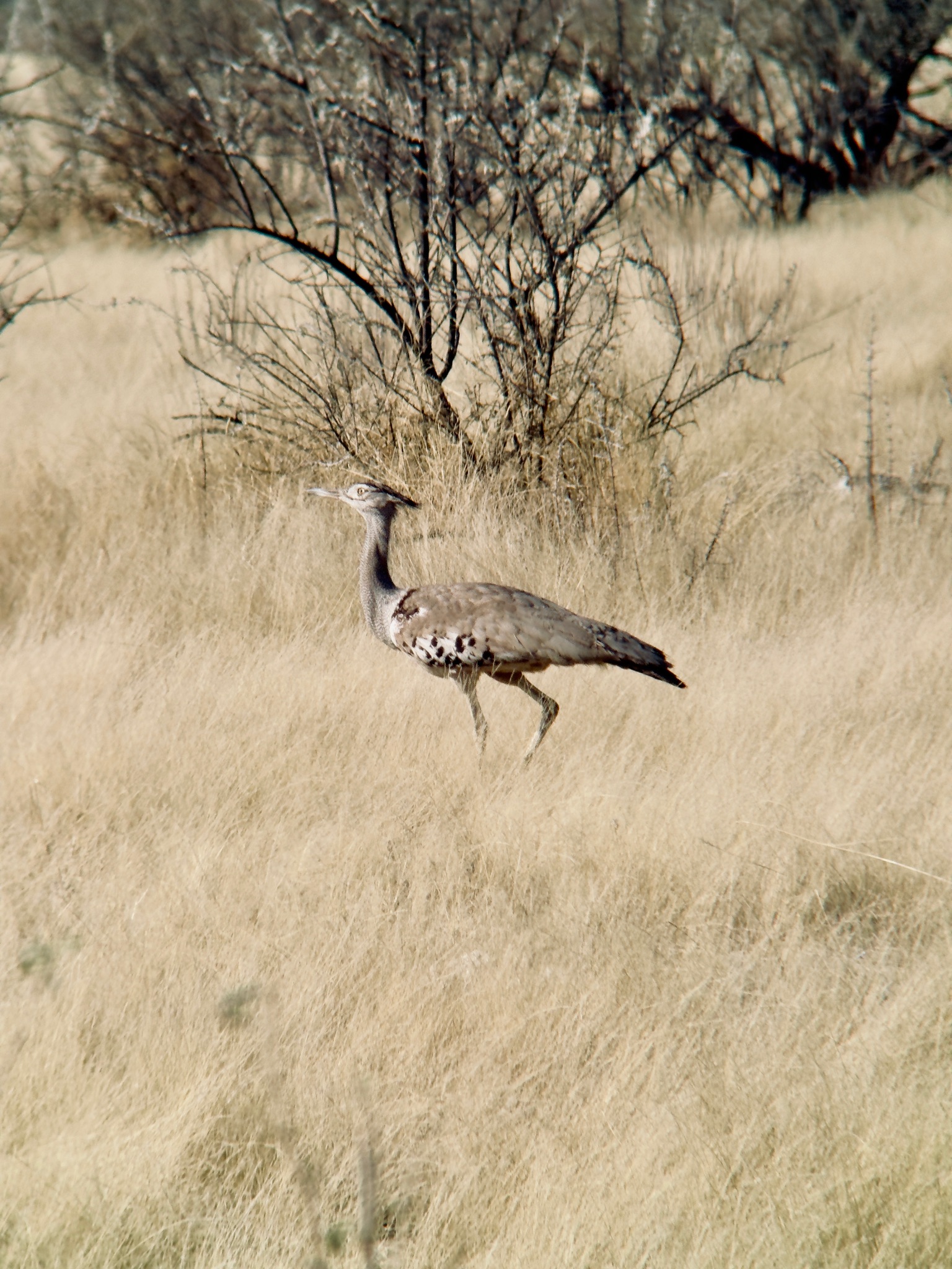 Huab → Etosha 6