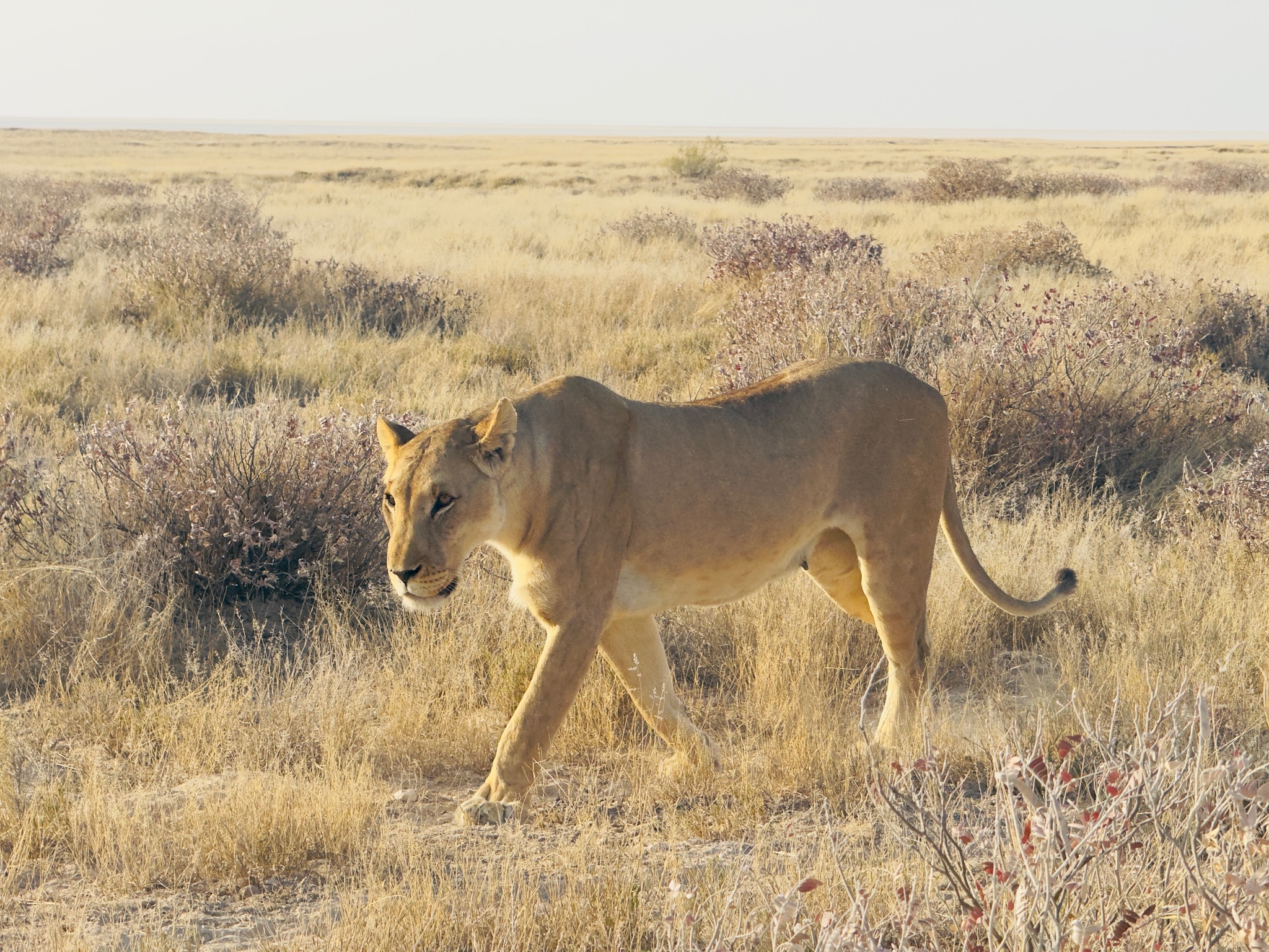 Etosha — Okaukuejo Safari 1