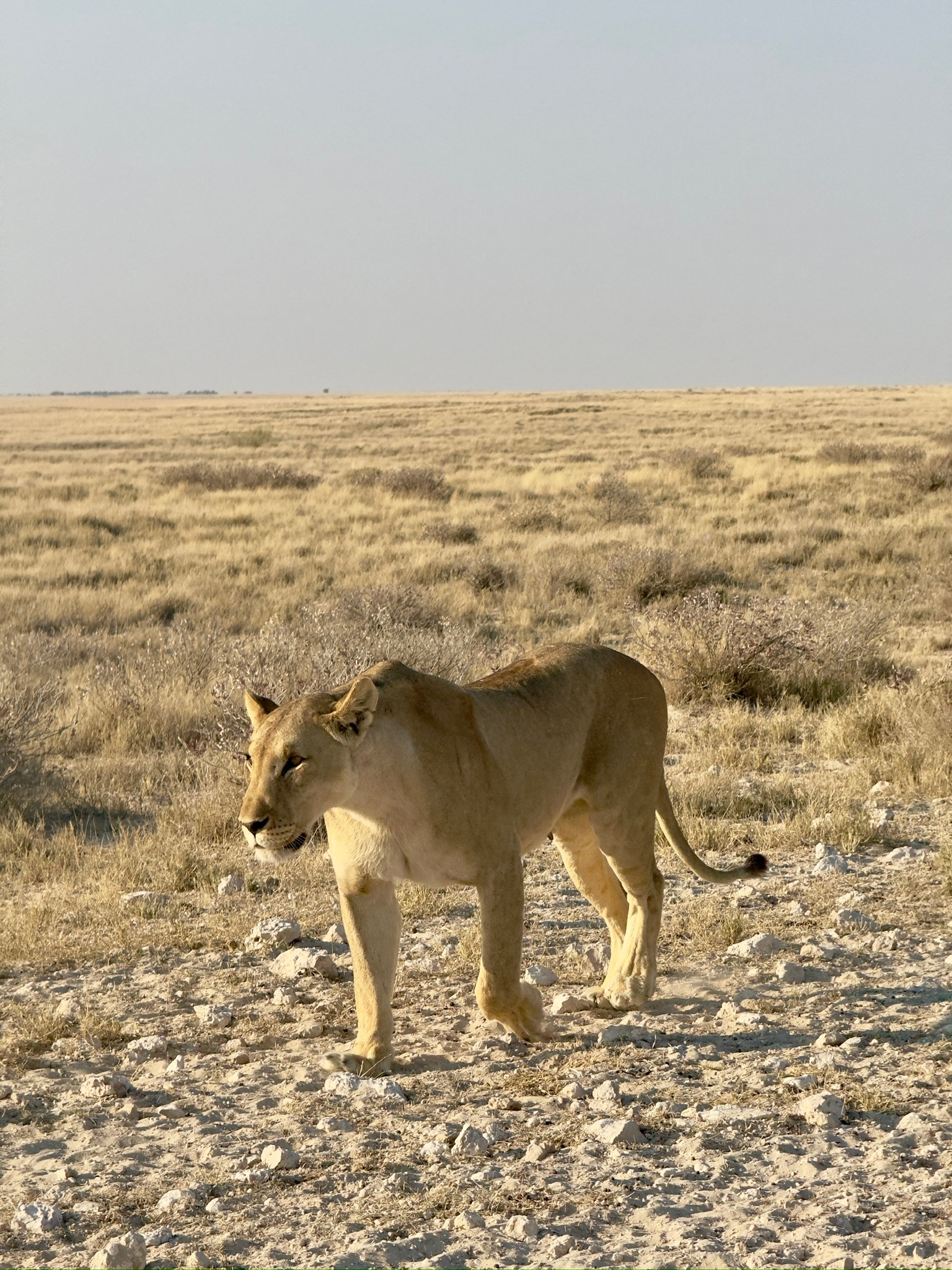 Etosha — Okaukuejo Safari 2