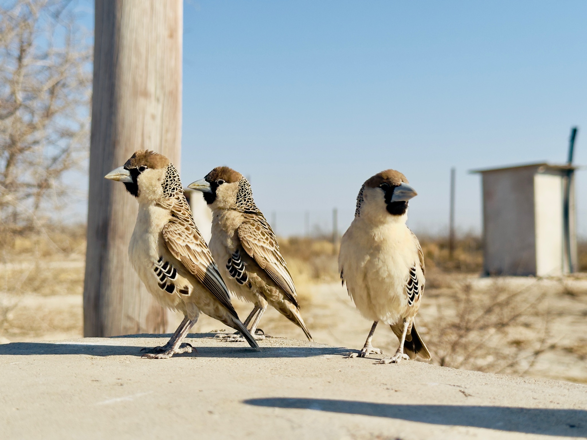 Etosha — Okaukuejo Safari 3