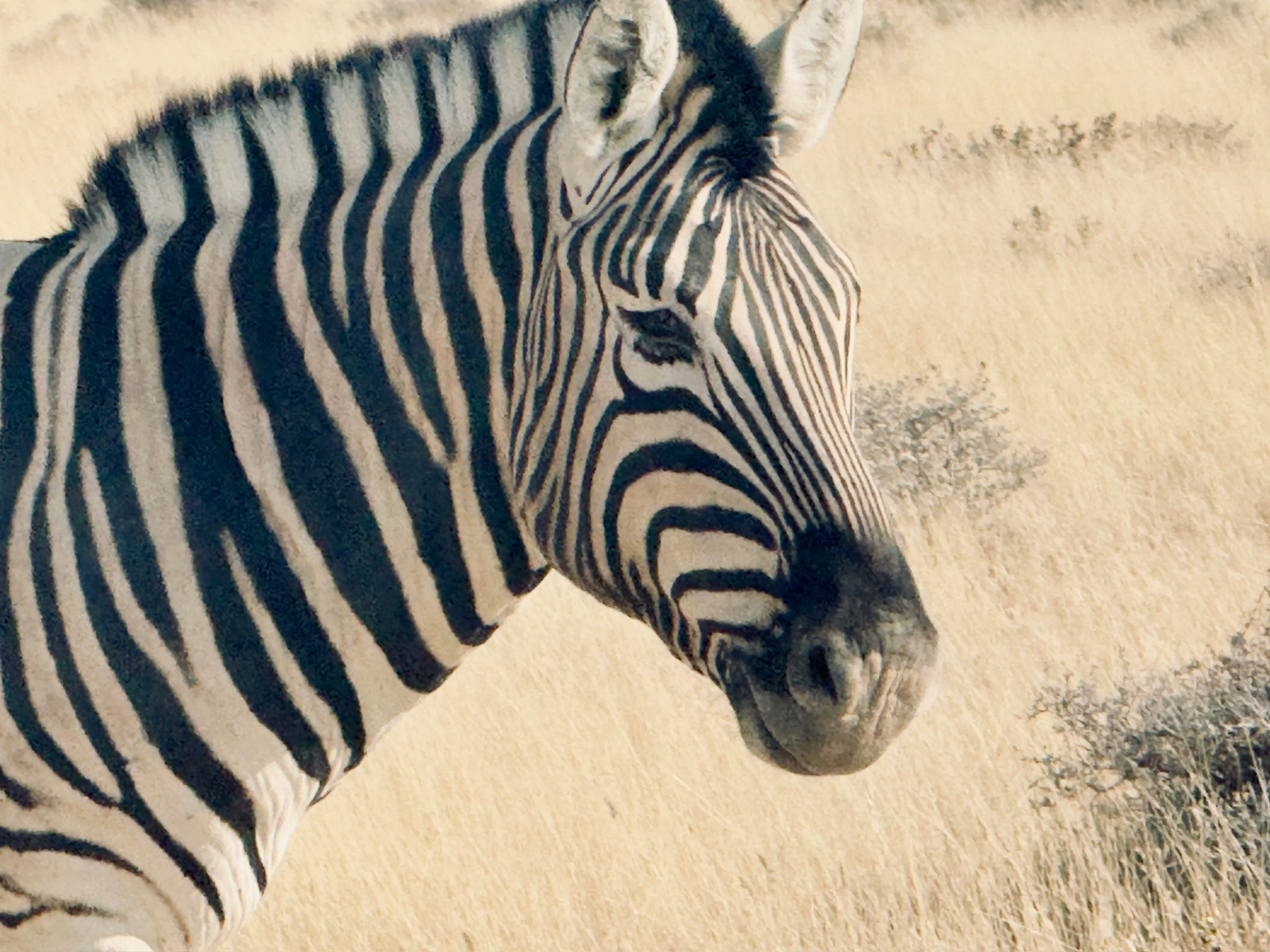 Etosha — Okaukuejo Safari 4