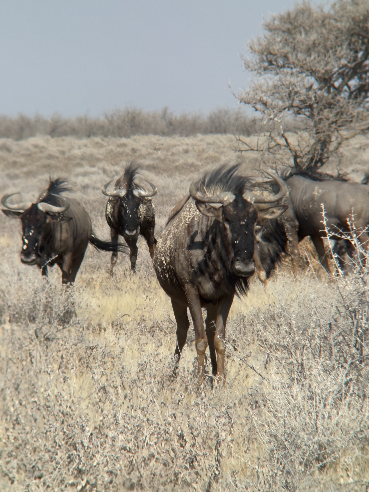 Etosha — Okaukuejo Safari 5