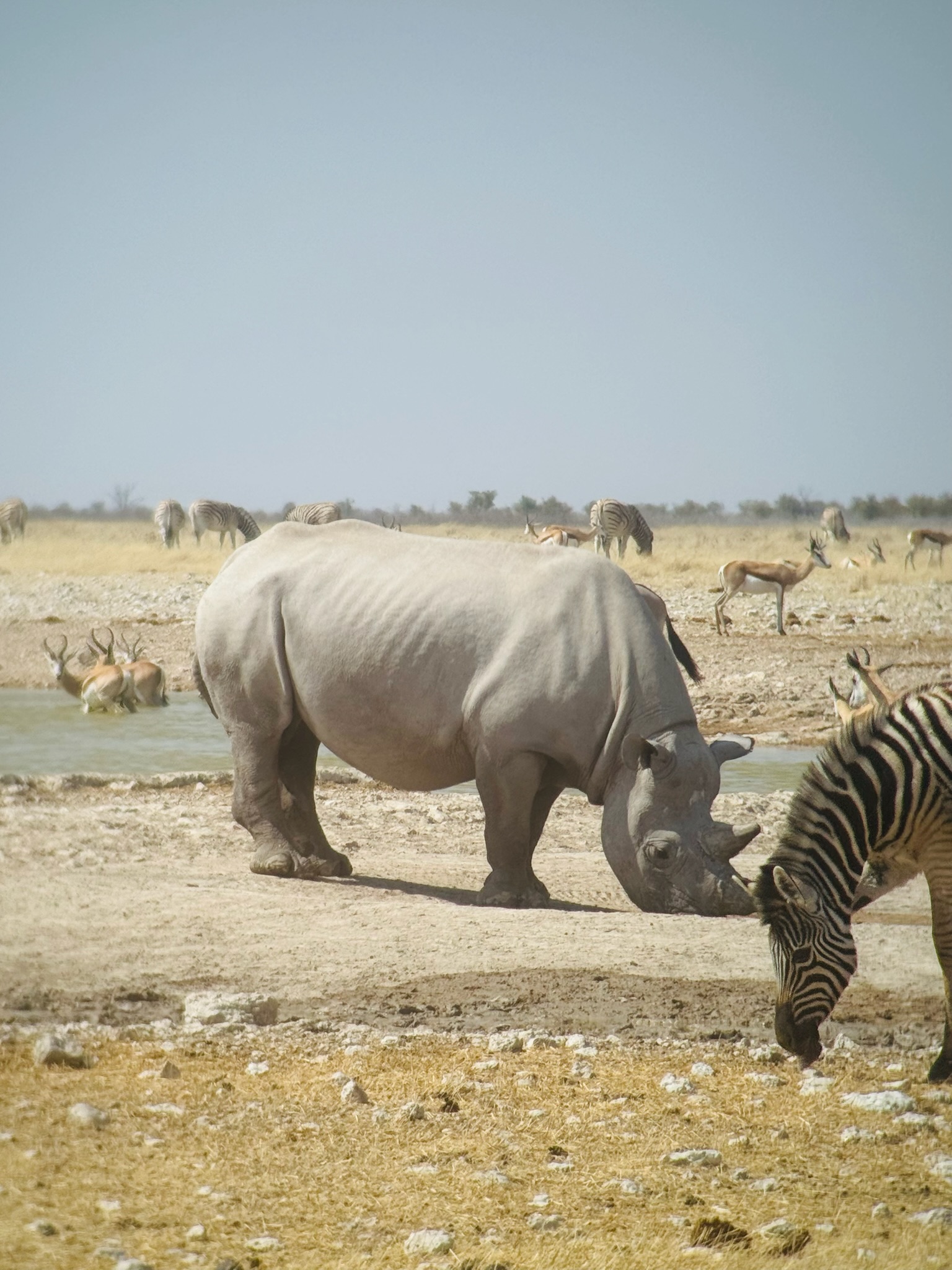 Etosha — Okaukuejo Safari 6