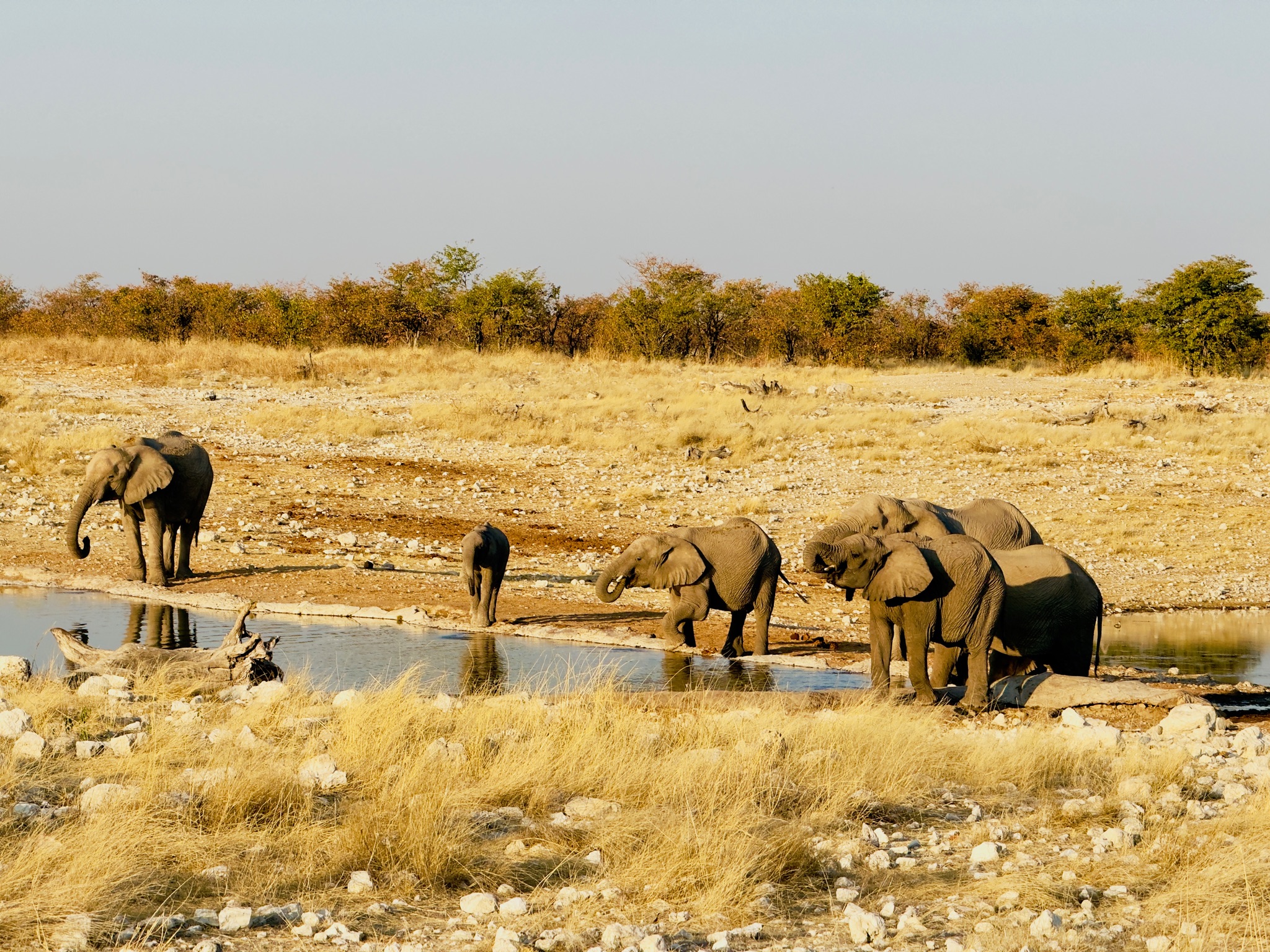 Etosha — Okaukuejo Safari 7