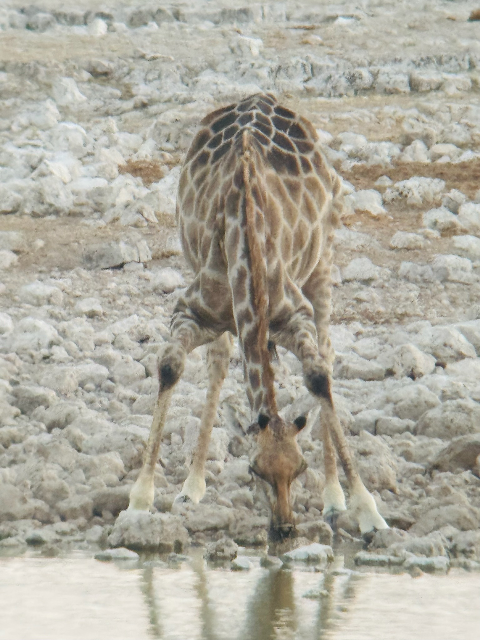 Etosha — Okaukuejo Safari 8